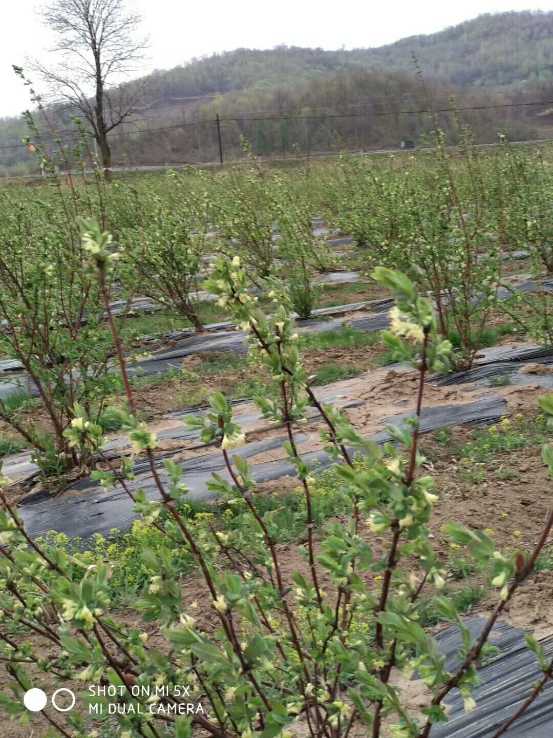 蓝靛果苗 正规蓝靛果三年树苗 0.9米以上
