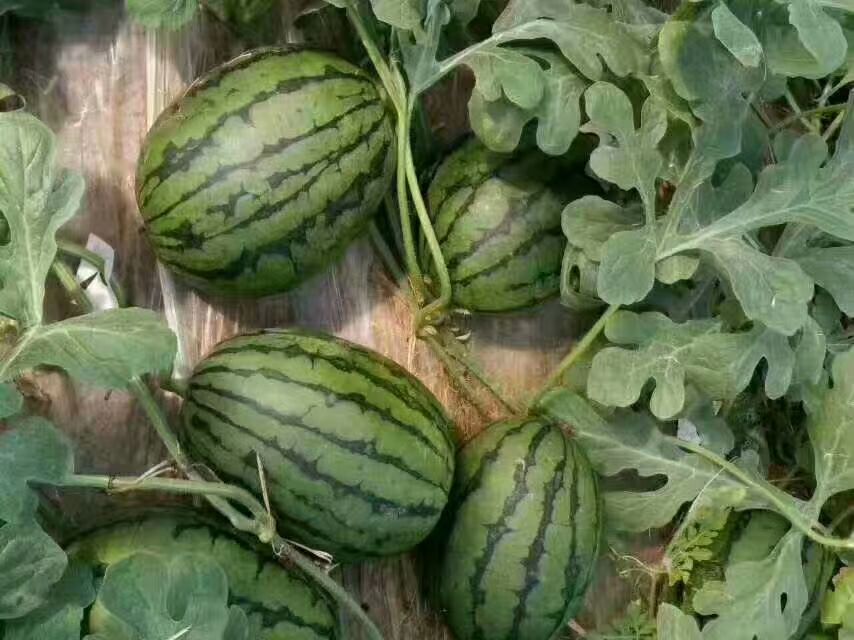 富硒2k西瓜