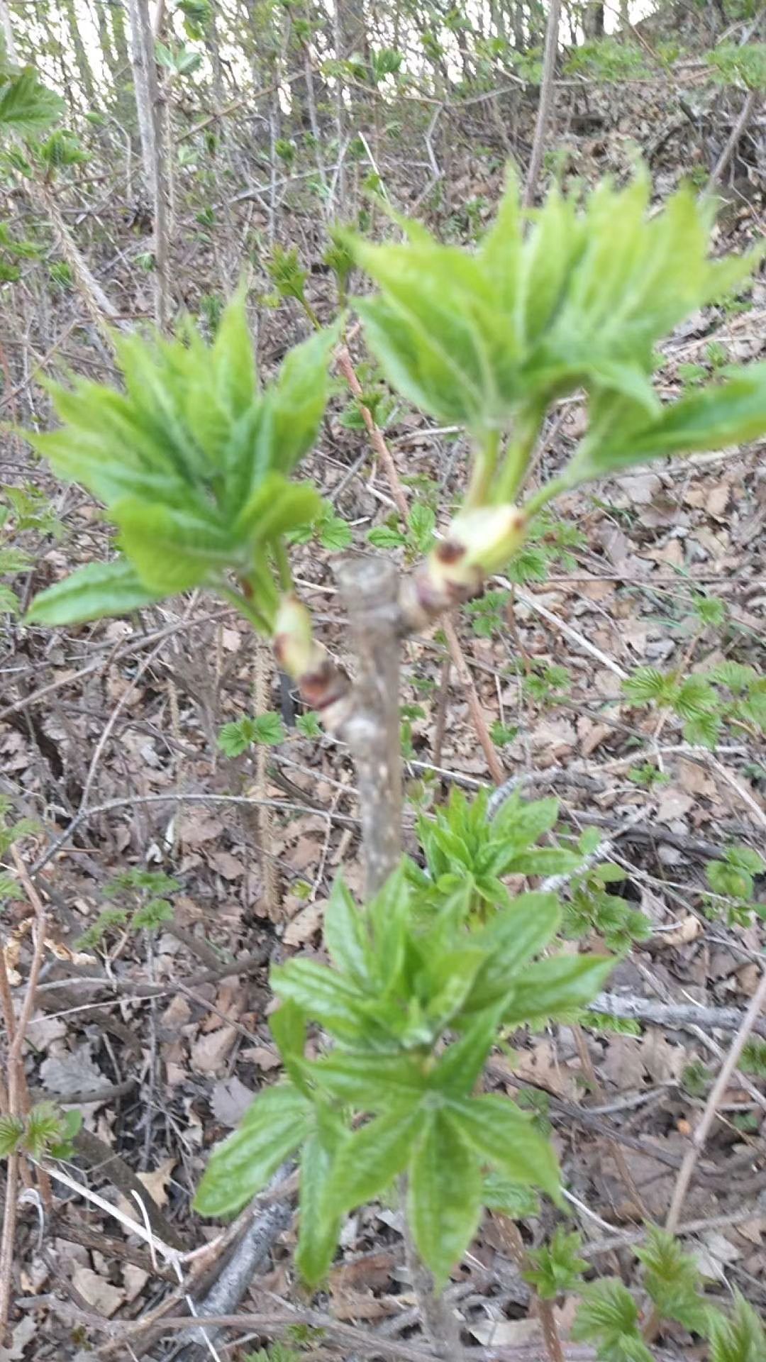 野生刺五加叶,刺老芽,刺嫩芽