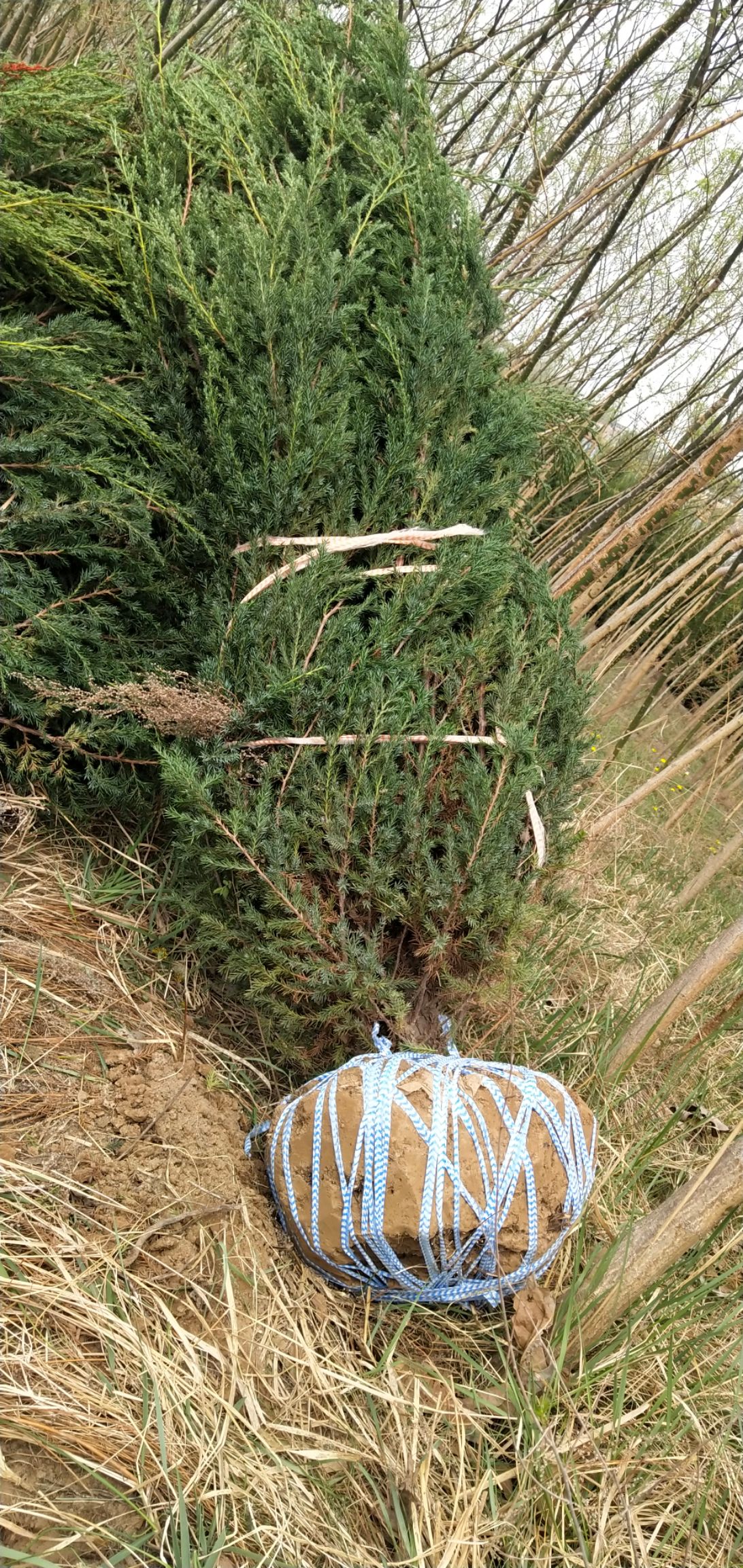 西安桧 刺柏树