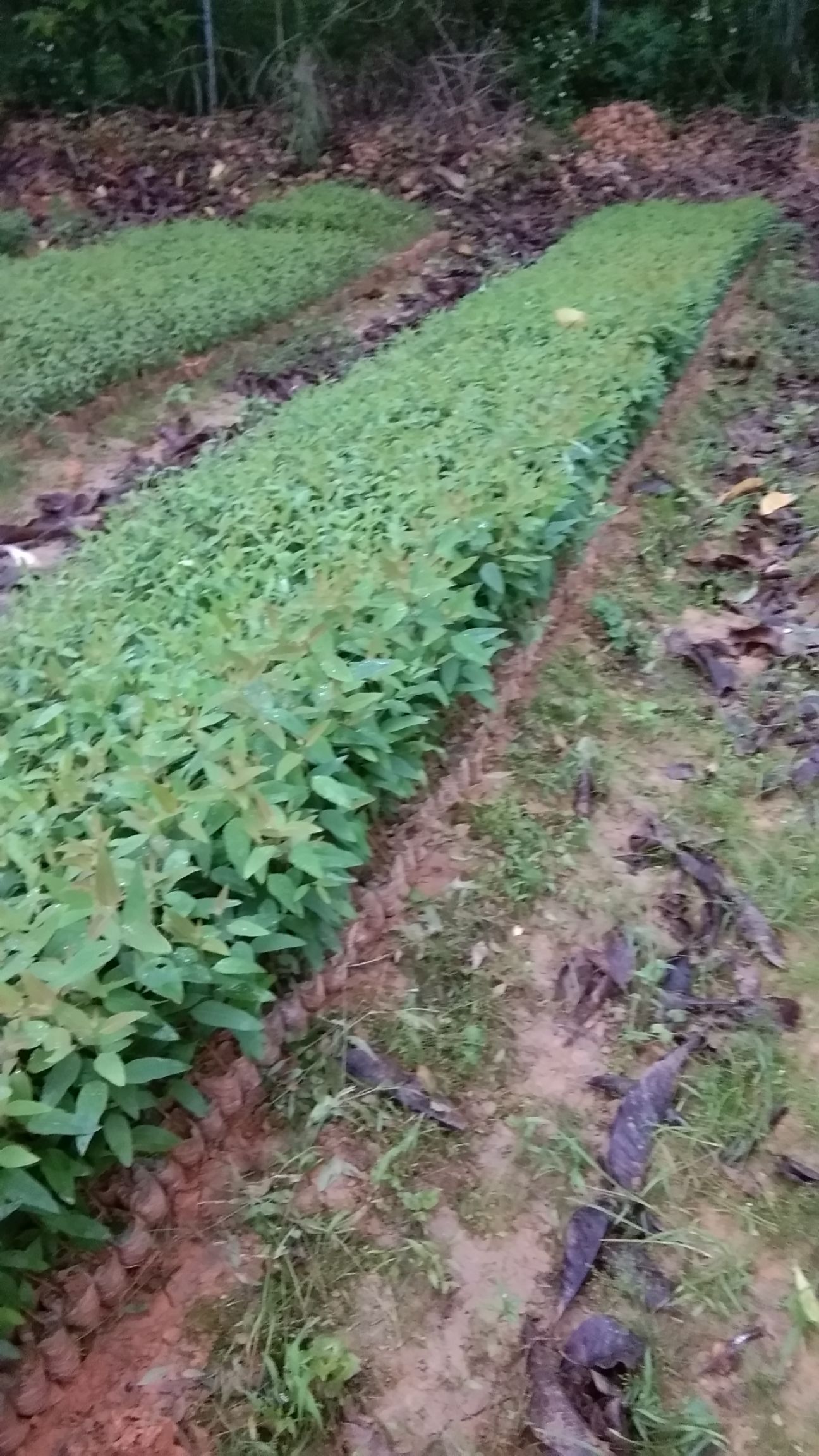 桉树苗 