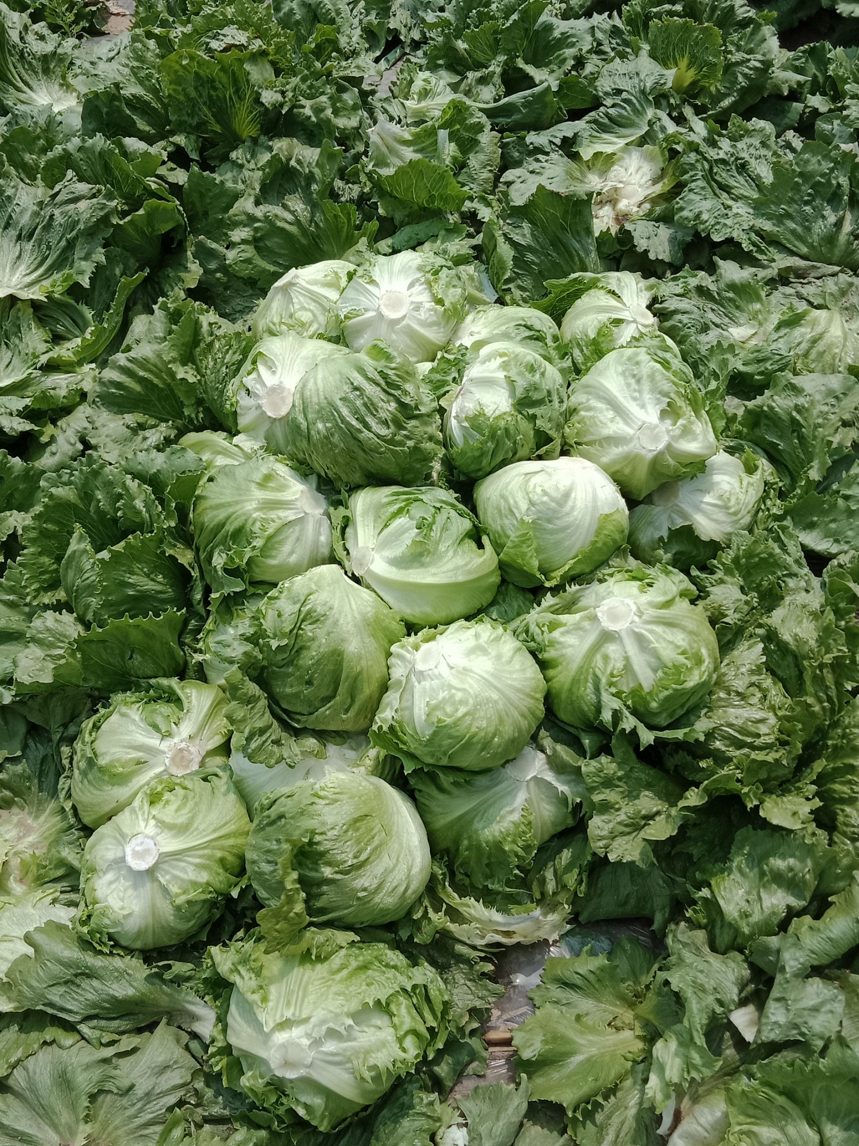 结球生菜 5月底预售