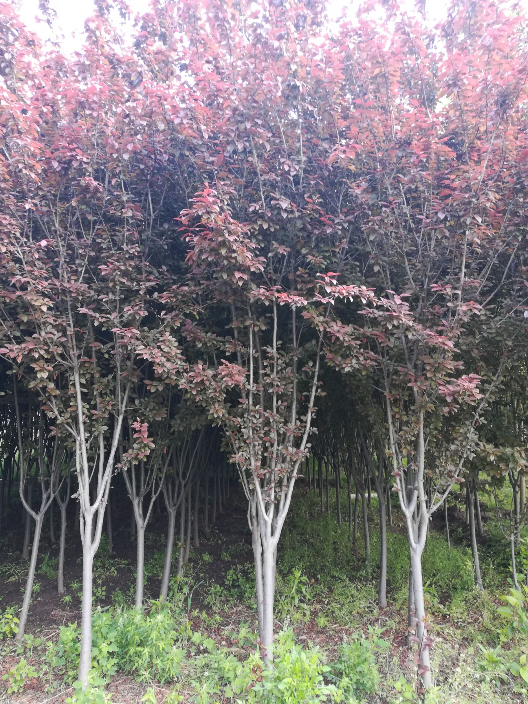 密枝红叶李 紫叶李