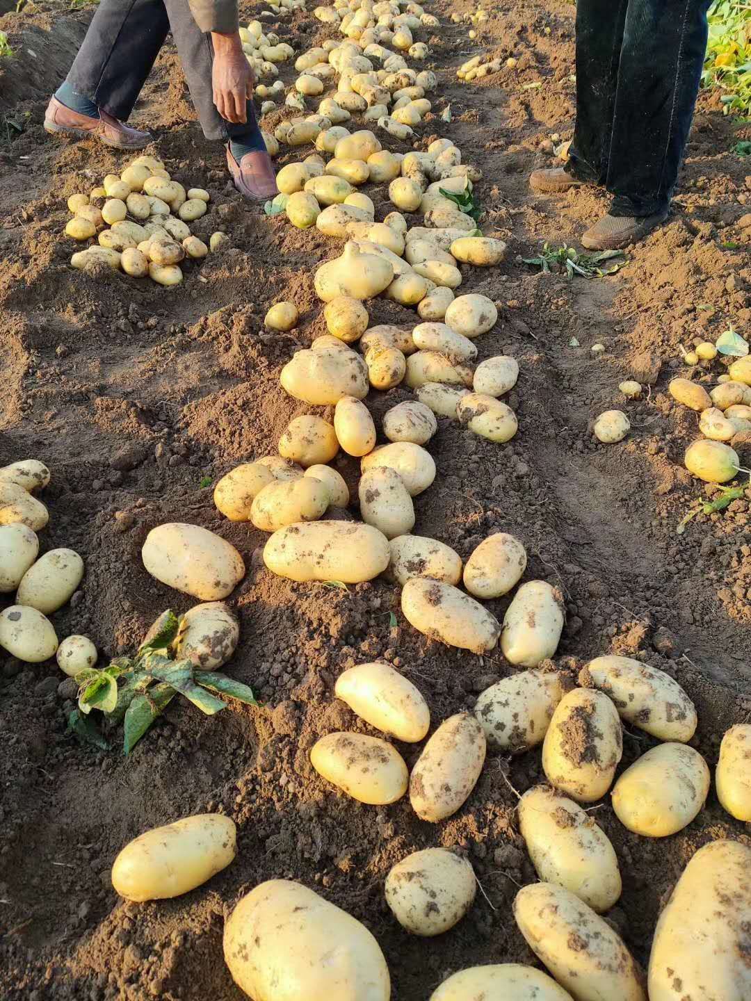 滕州土豆大量上市,薯形好,颜色亮价格合适