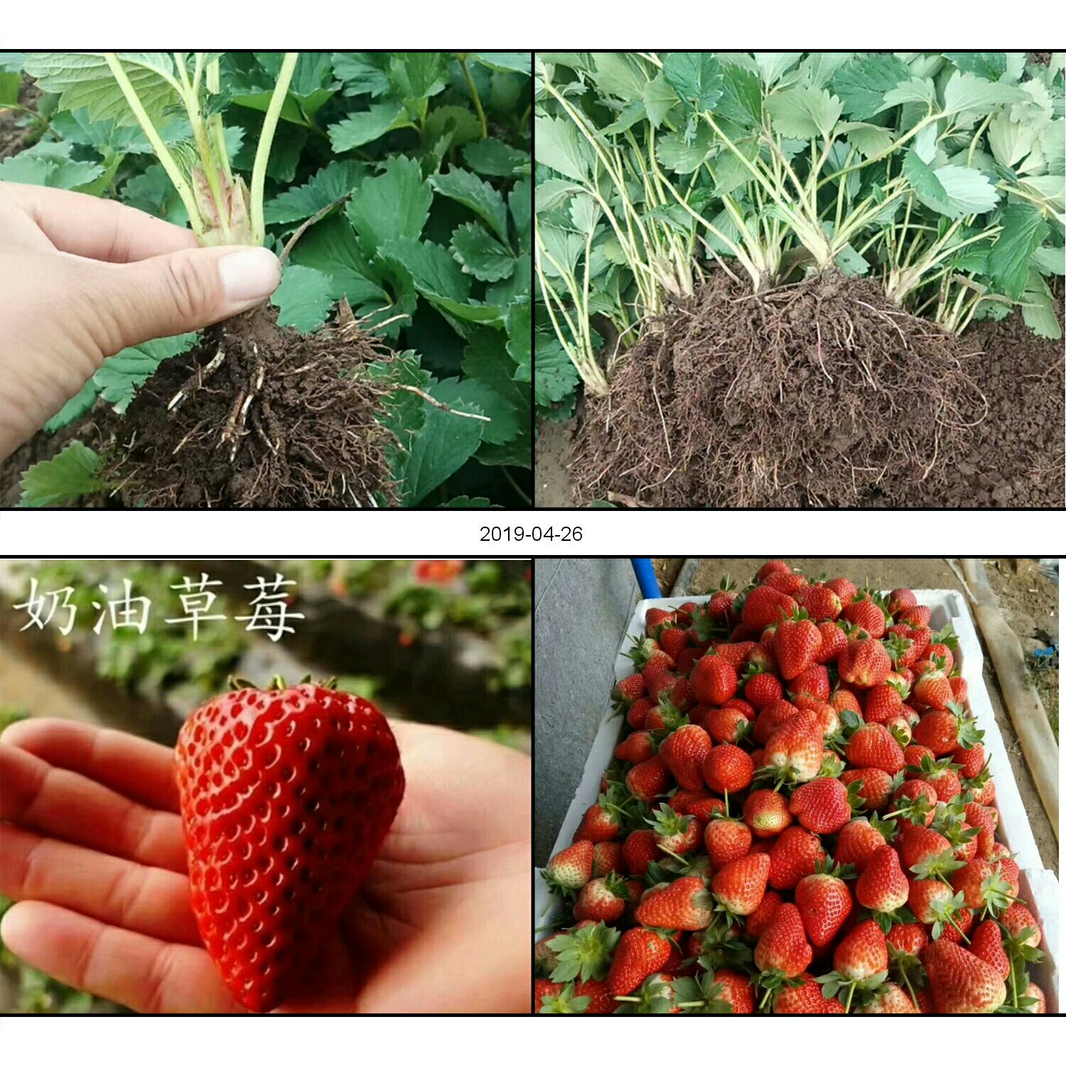 商品详情 润景园艺场常年供应脱毒二代草莓苗,品种齐全,价格优惠,全