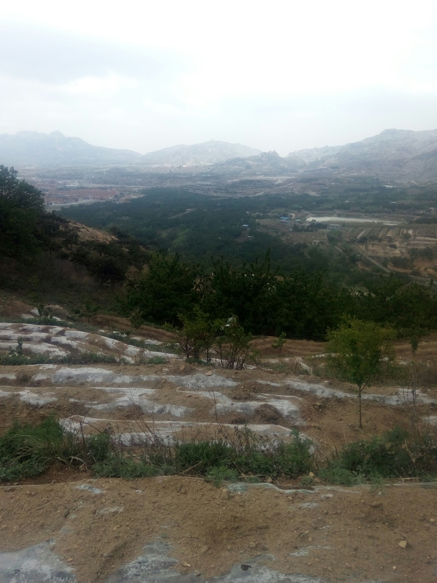山东省平度市大泽山镇万亩大樱桃基地.大樱桃五月十号左右开始上