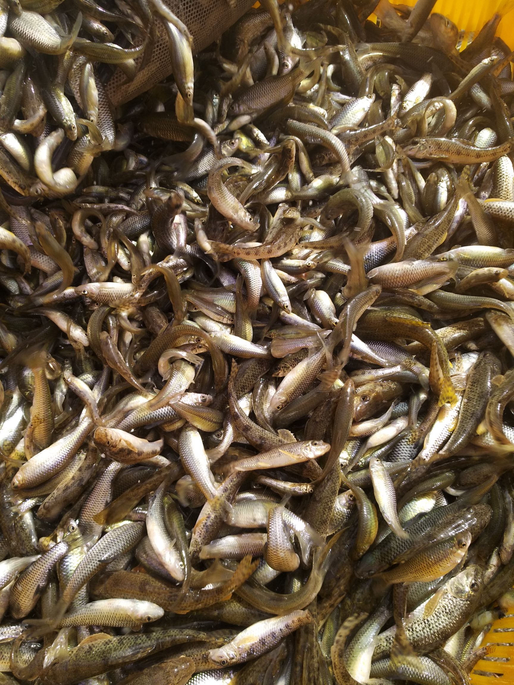 野生麦穗鱼棒花鱼