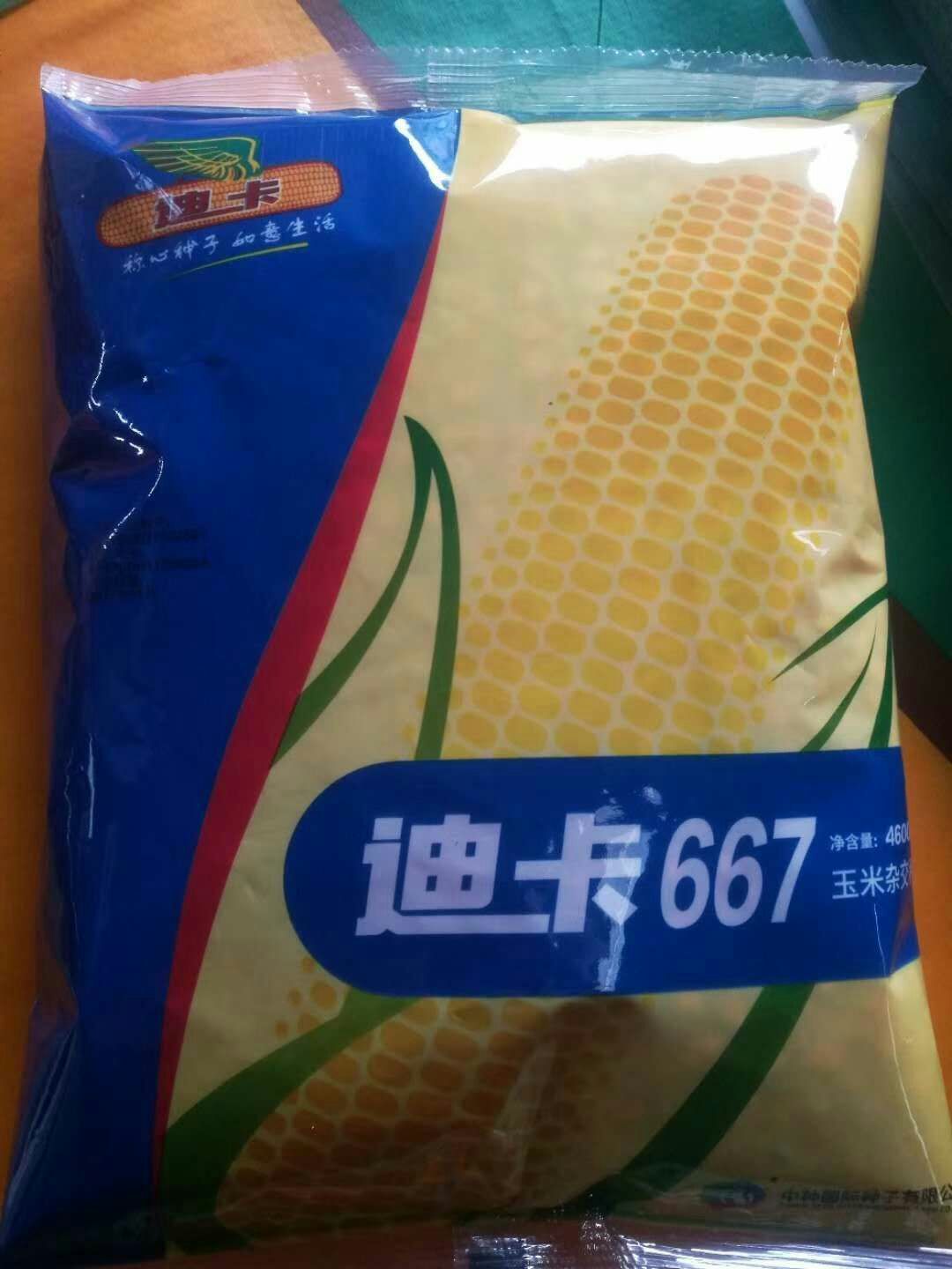 玉米种子