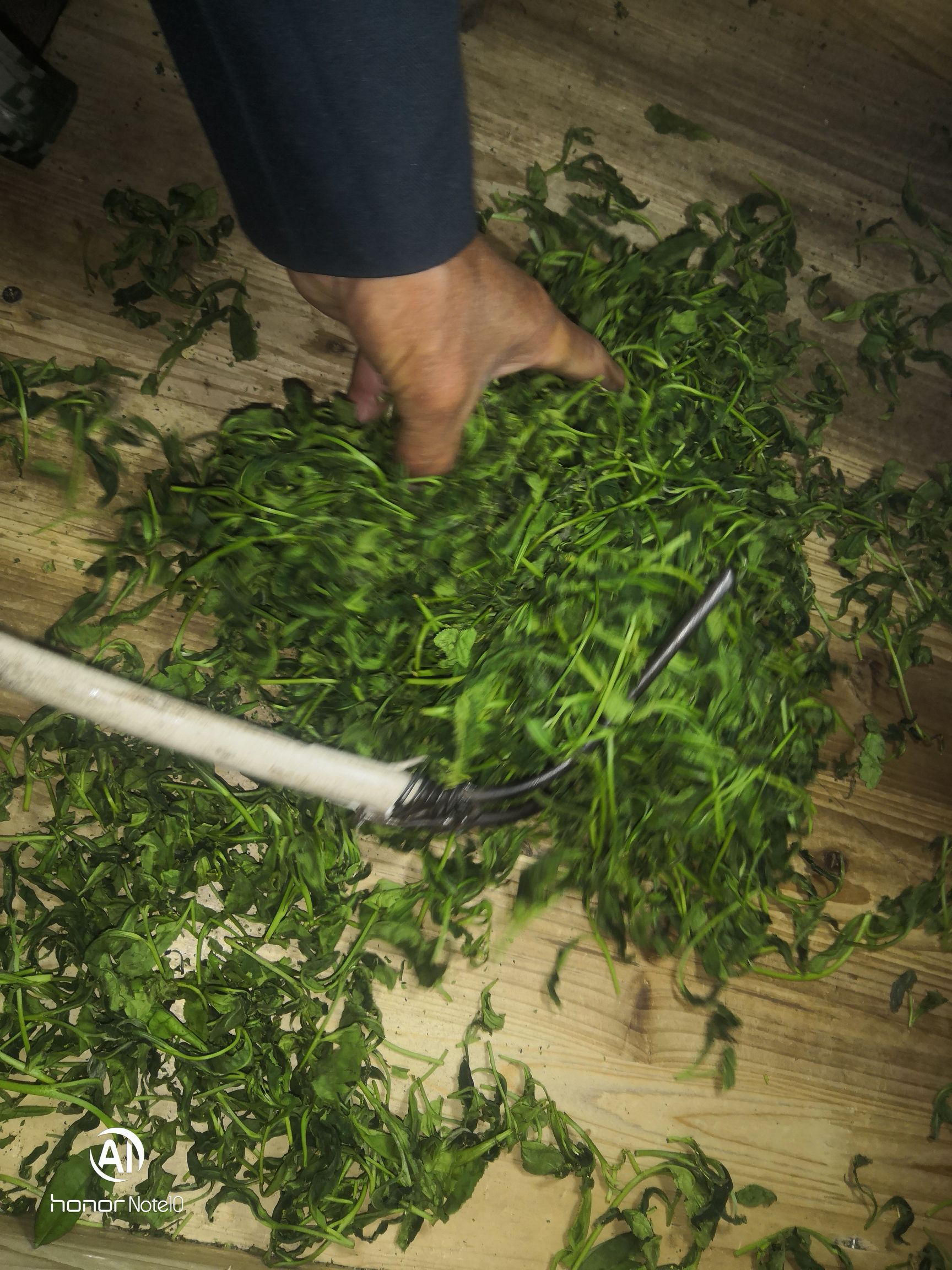 恒温长期保存野生藤茶