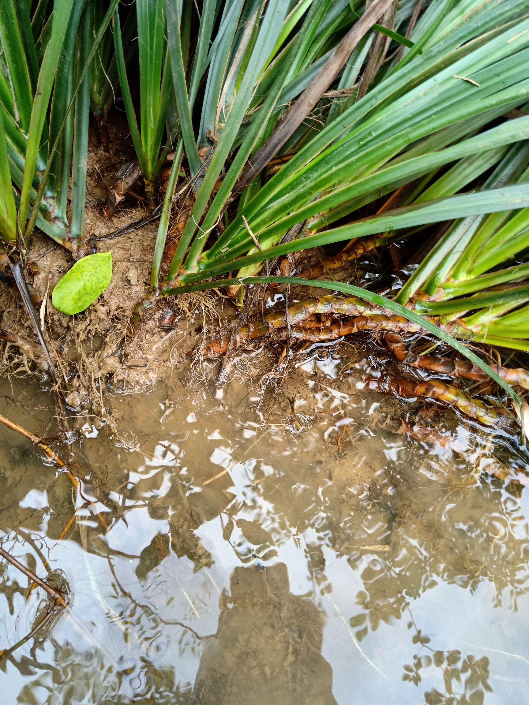 石菖蒲批发采购_石菖蒲供应_石菖蒲价格