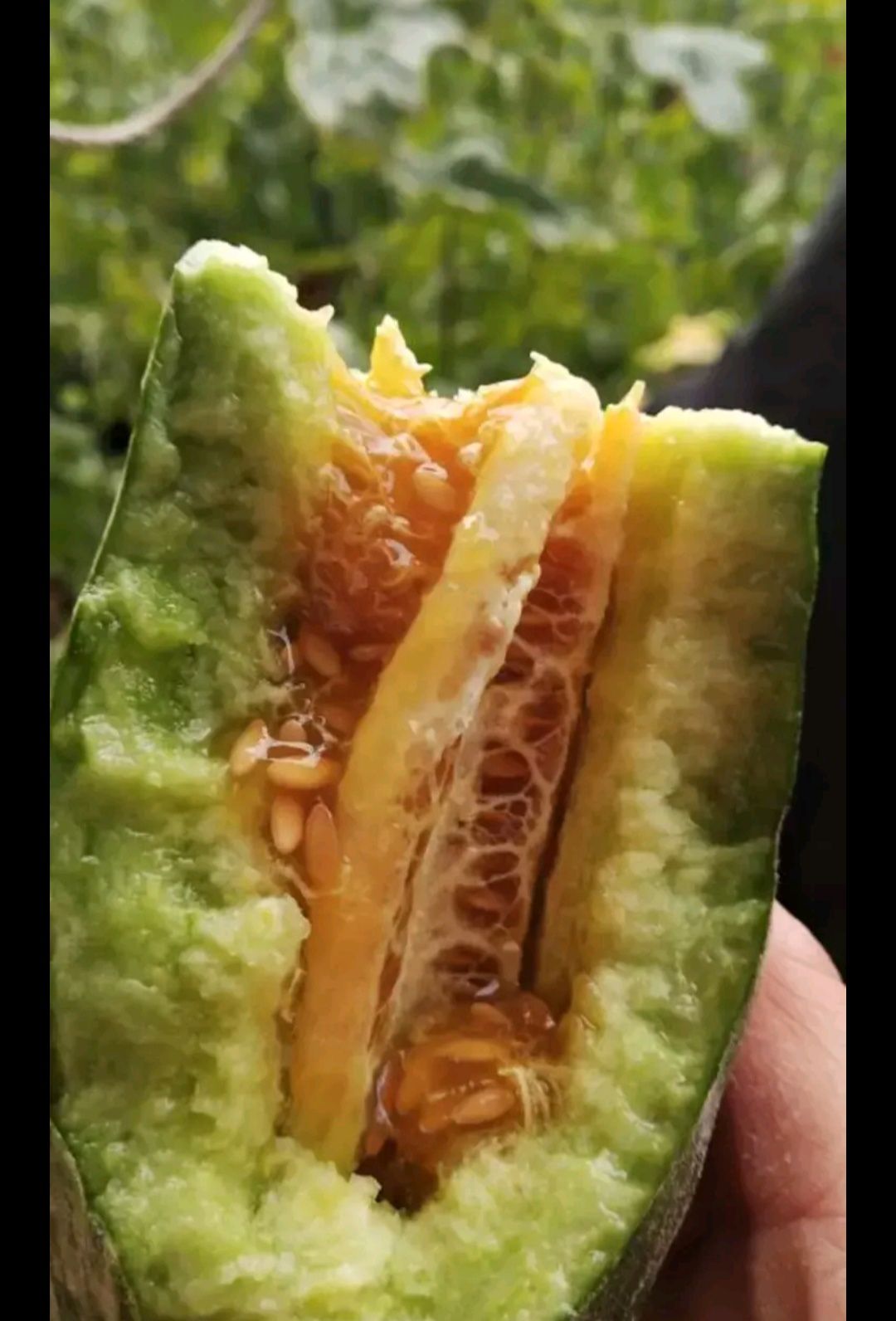 羊角蜜甜瓜