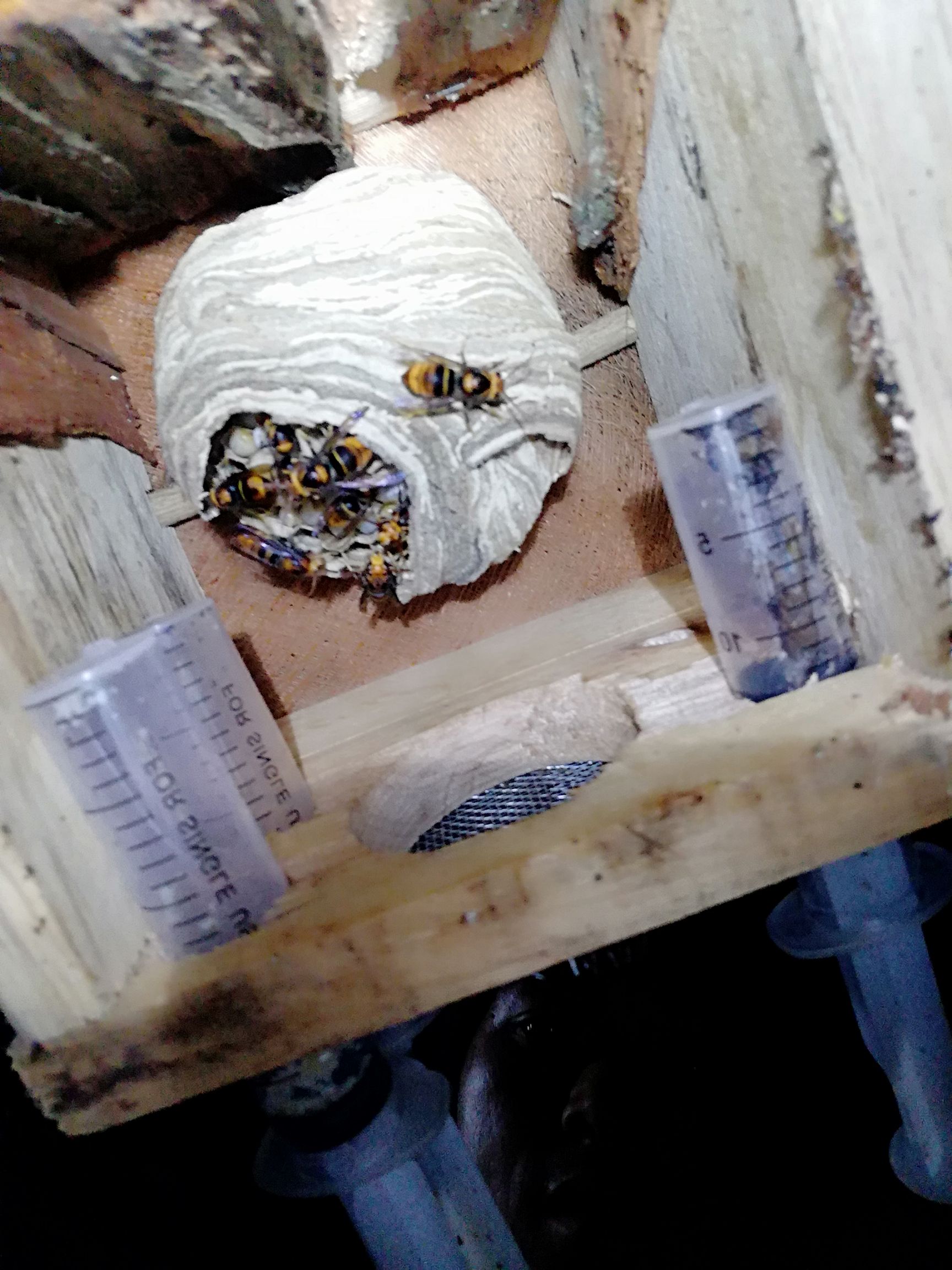 黄脚胡蜂 野生葫芦蜂种,自然温养殖