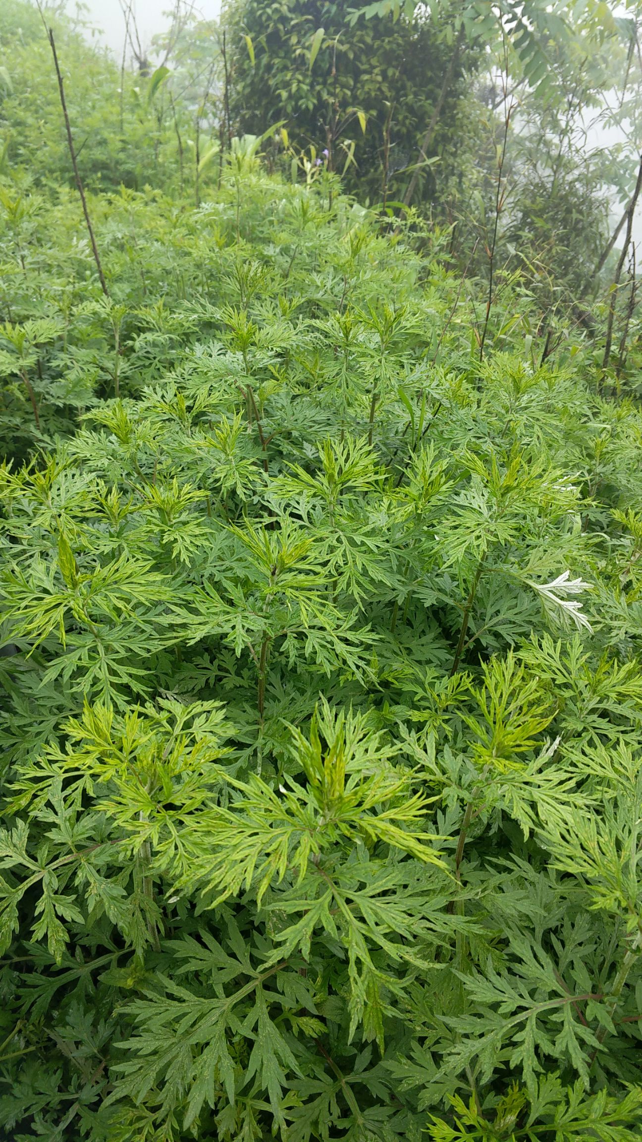 苦艾*生艾草