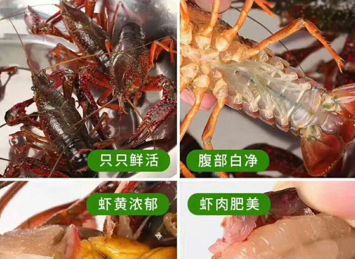 供应小龙虾 青虾批发