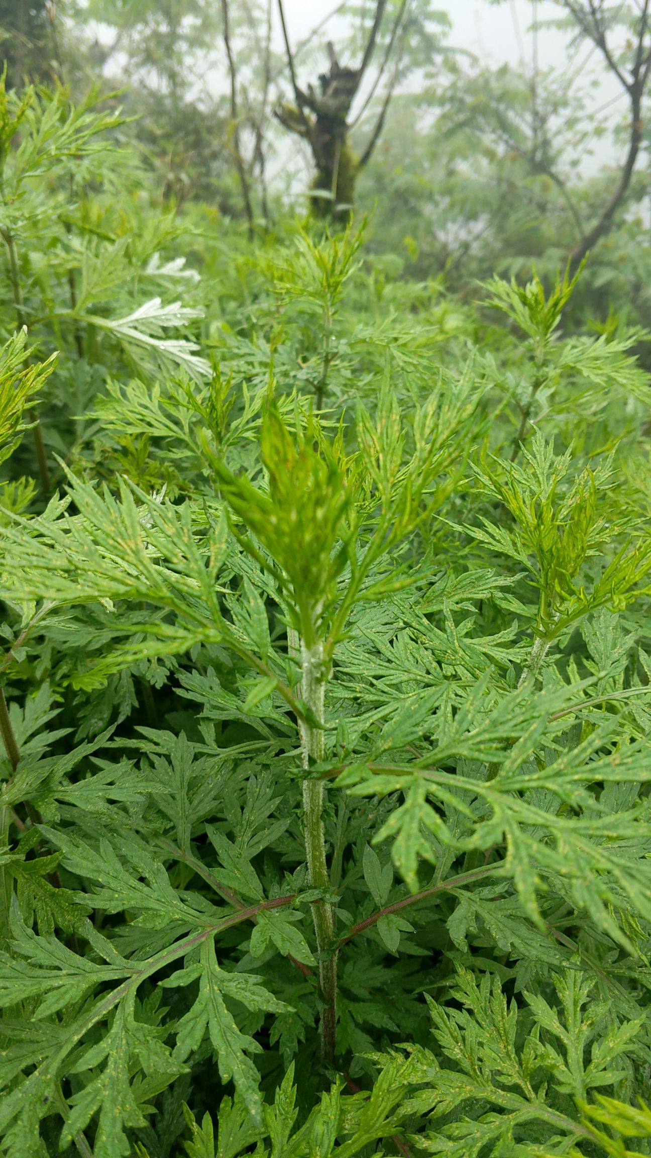 苦艾*生艾草
