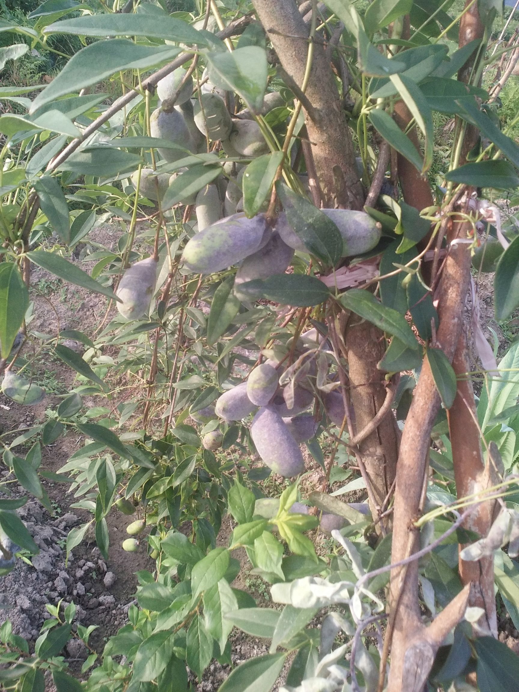 仿野生种植八月瓜