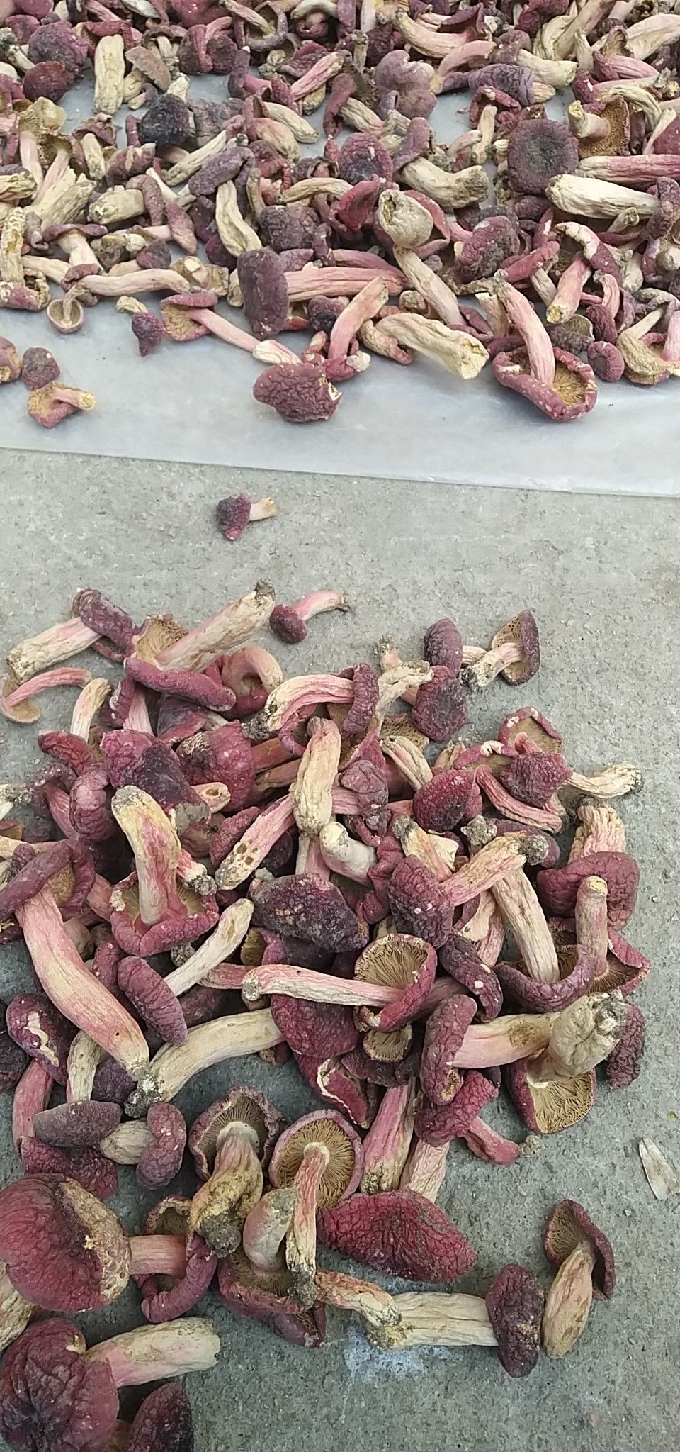 干红菇 纯天然野生红菇,干度好,无虫,能底康人休多种疾病发生.