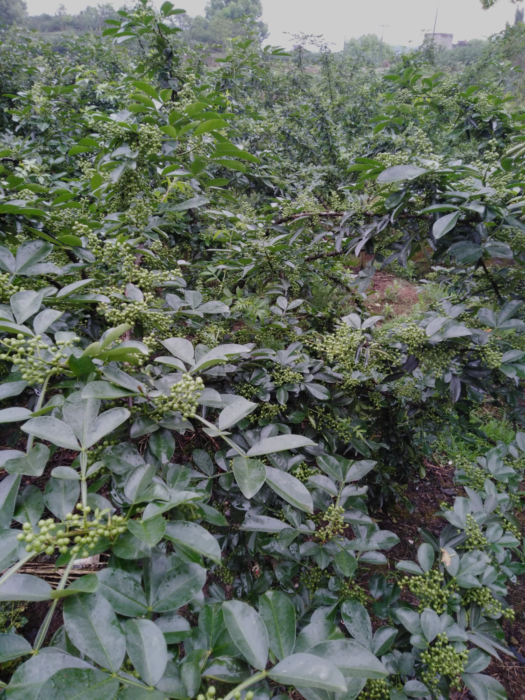 花椒苗 青花椒苗,九叶青花椒苗,九叶青,永青一号,花椒