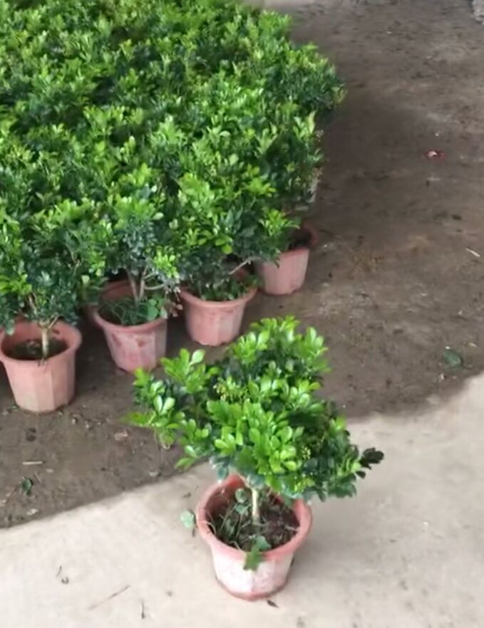 米兰 带盆栽好