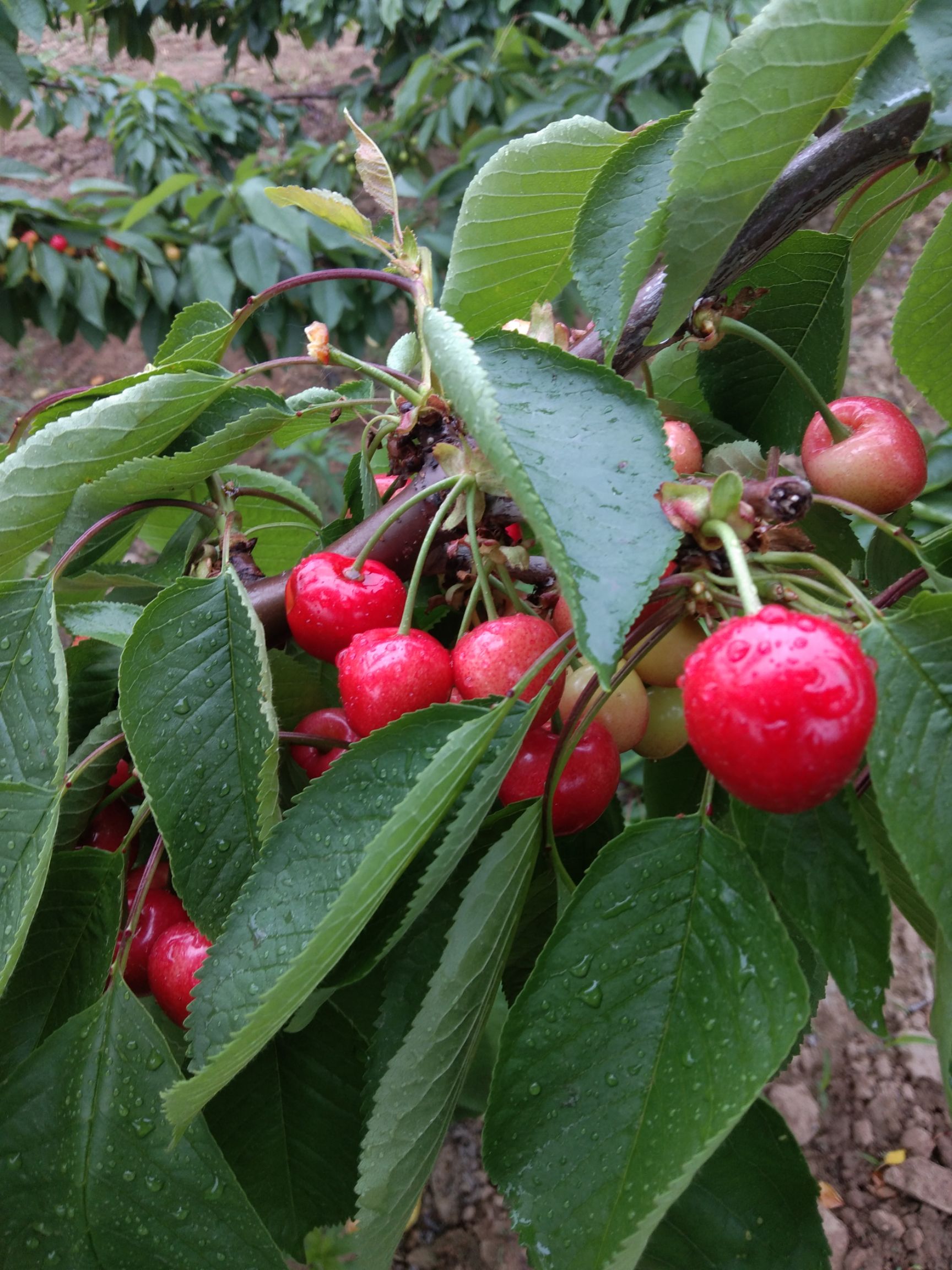 半亩塬生态大樱桃上市了,红灯萨米特拉宾斯早大果,基地直供.
