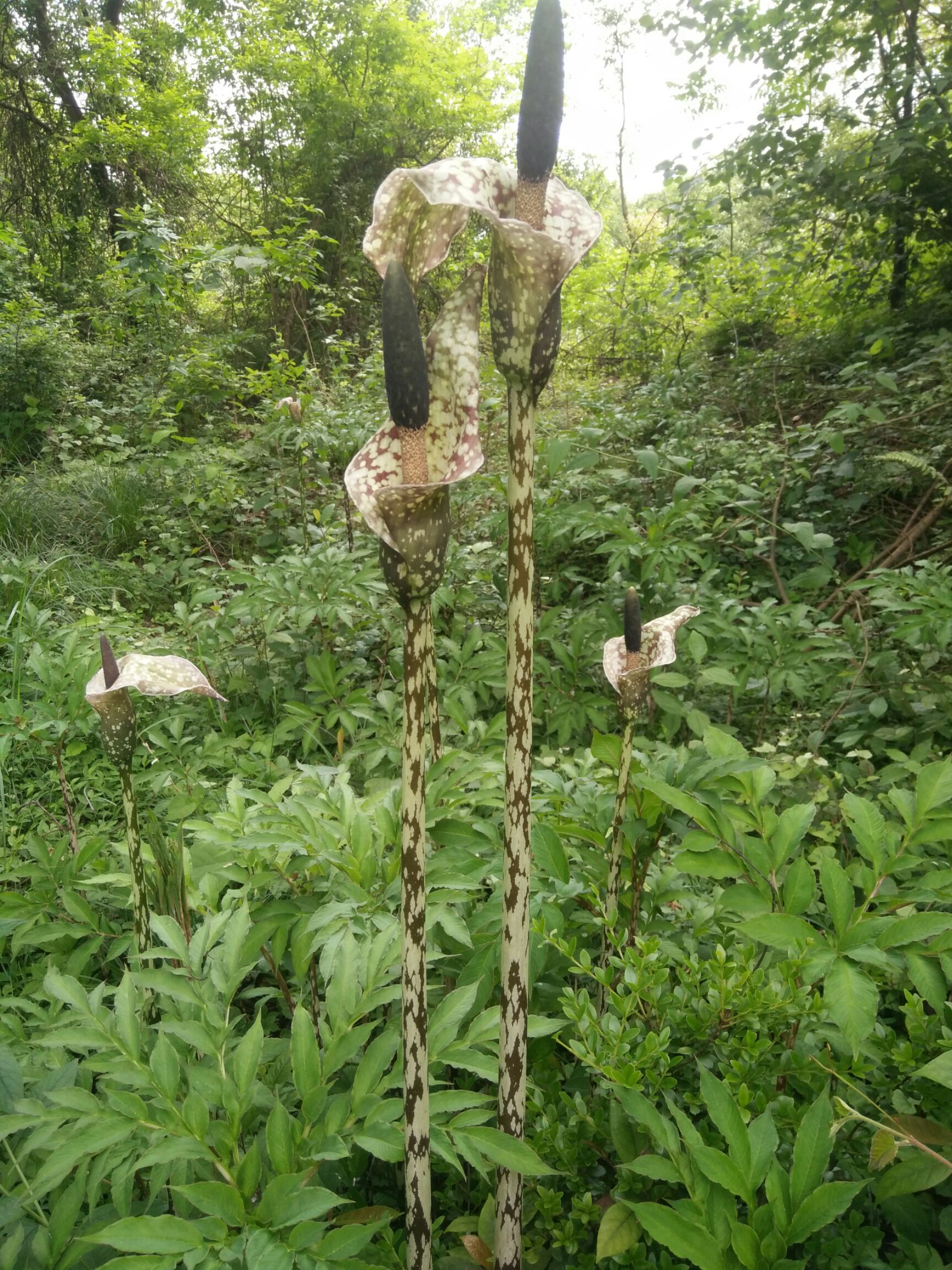 品种名:花魔芋 品种名:花魔芋 货品类别:鲜魔芋          *