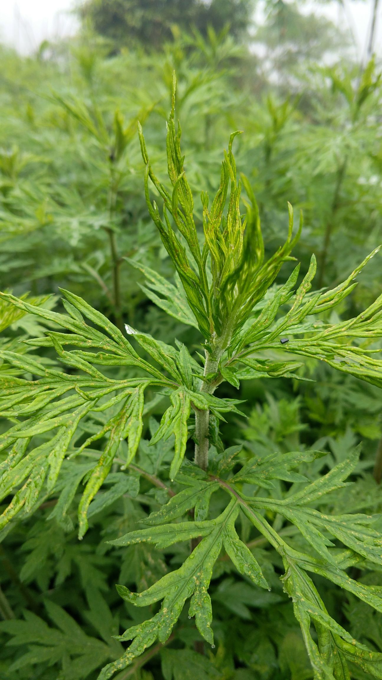 苦艾*生艾草