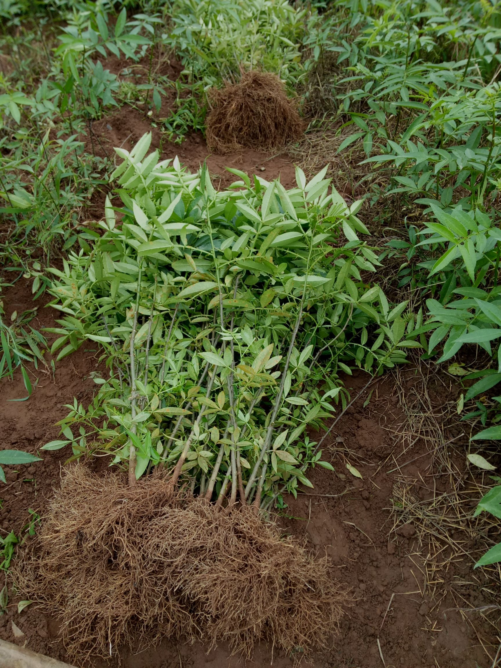 九叶青花椒苗,青花椒苗,花椒,青椒,九叶青,青椒苗