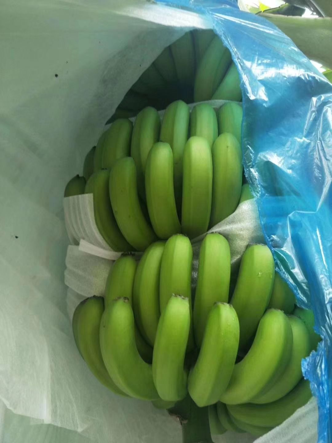 老挝香蕉 七成熟