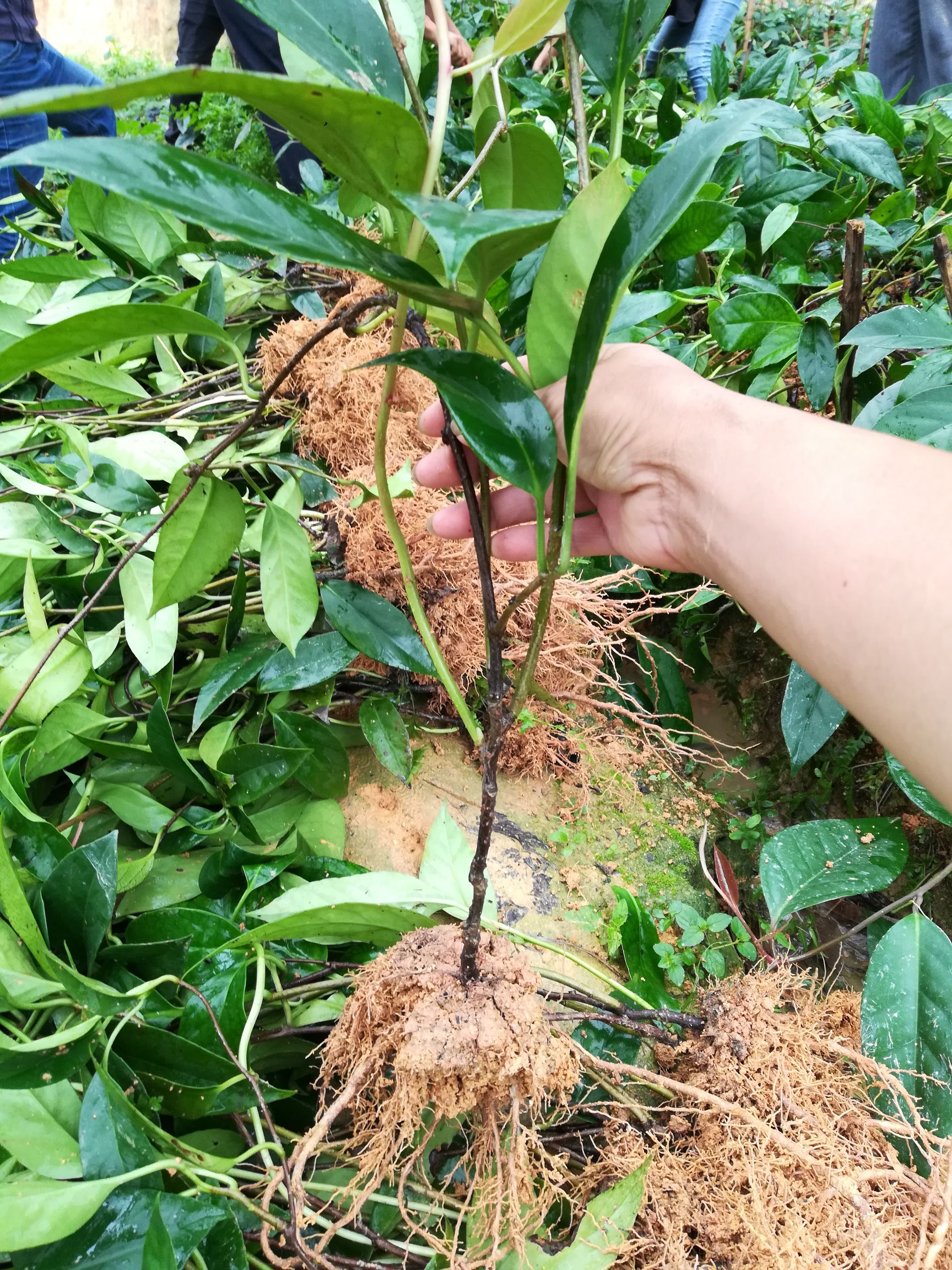 供应大厅  种子种苗  黑老虎苗 种植黑老虎宜选择偏酸性砂质土壤,采用