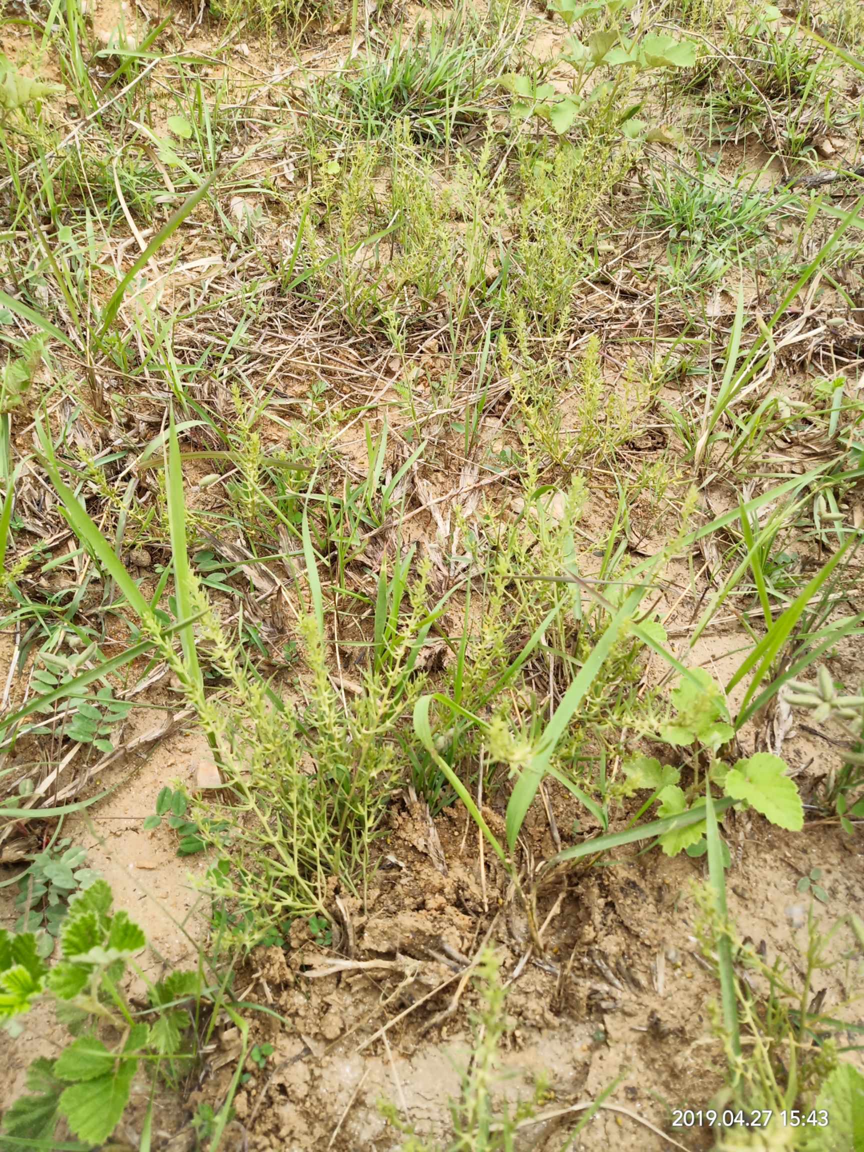 百蕊草 成熟种子 ,麦黄草 保出芽