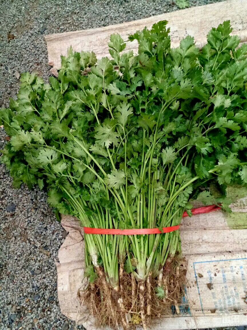 供应大厅  种子种苗  香菜种子                    商品详情