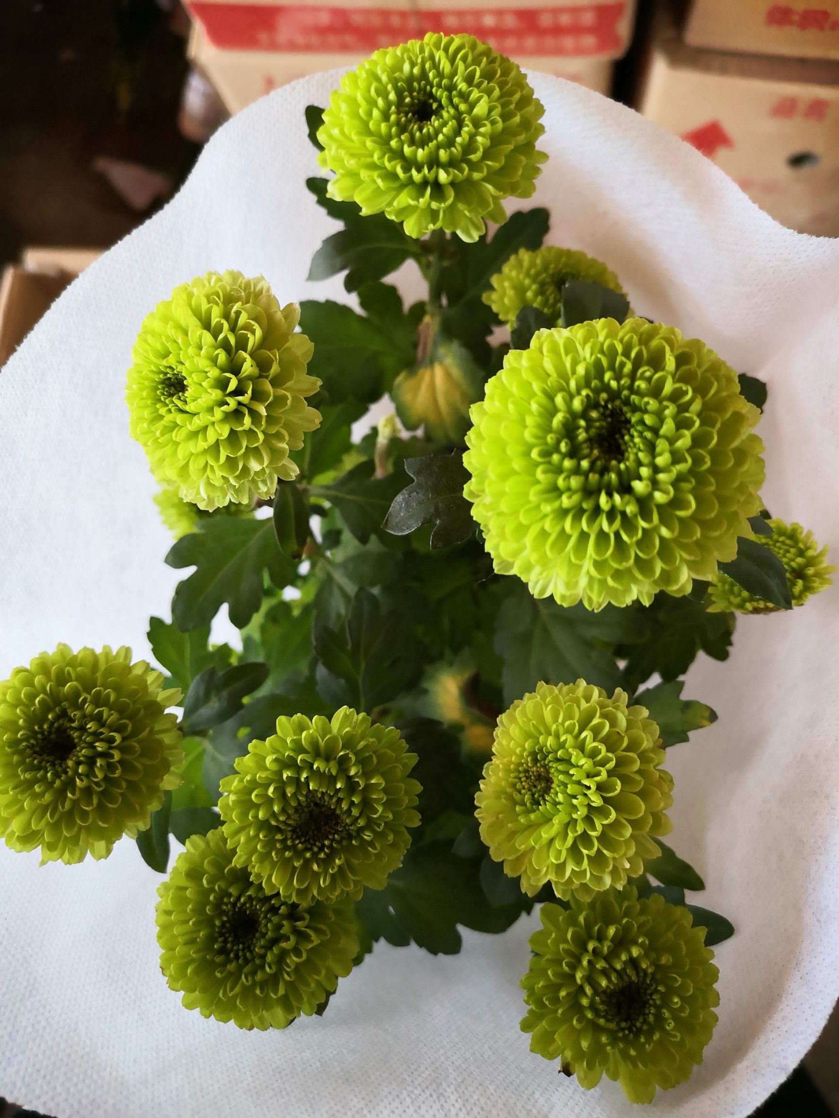 乒乓球菊苗 乒乓菊