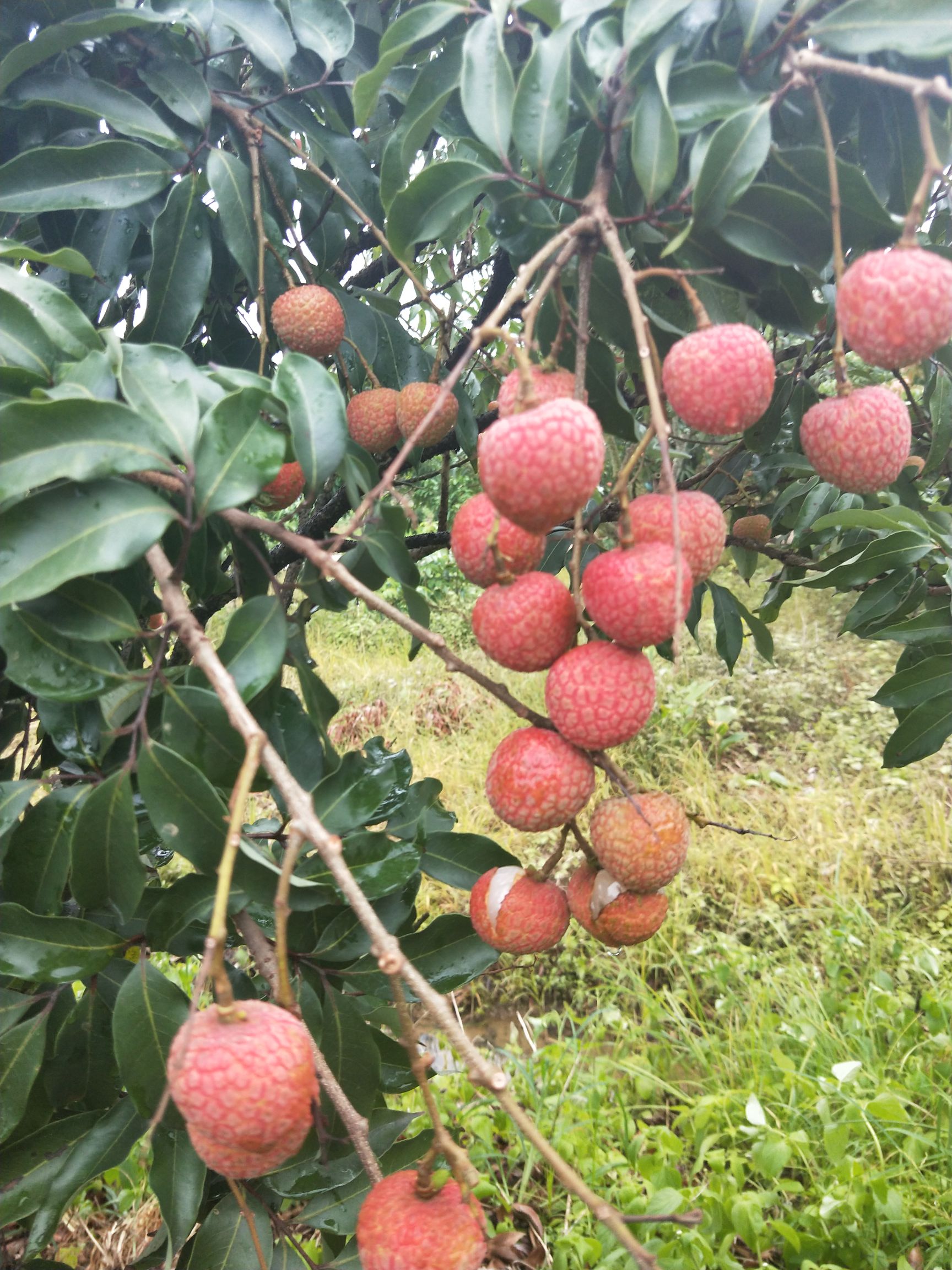 高州根子贡园荔枝