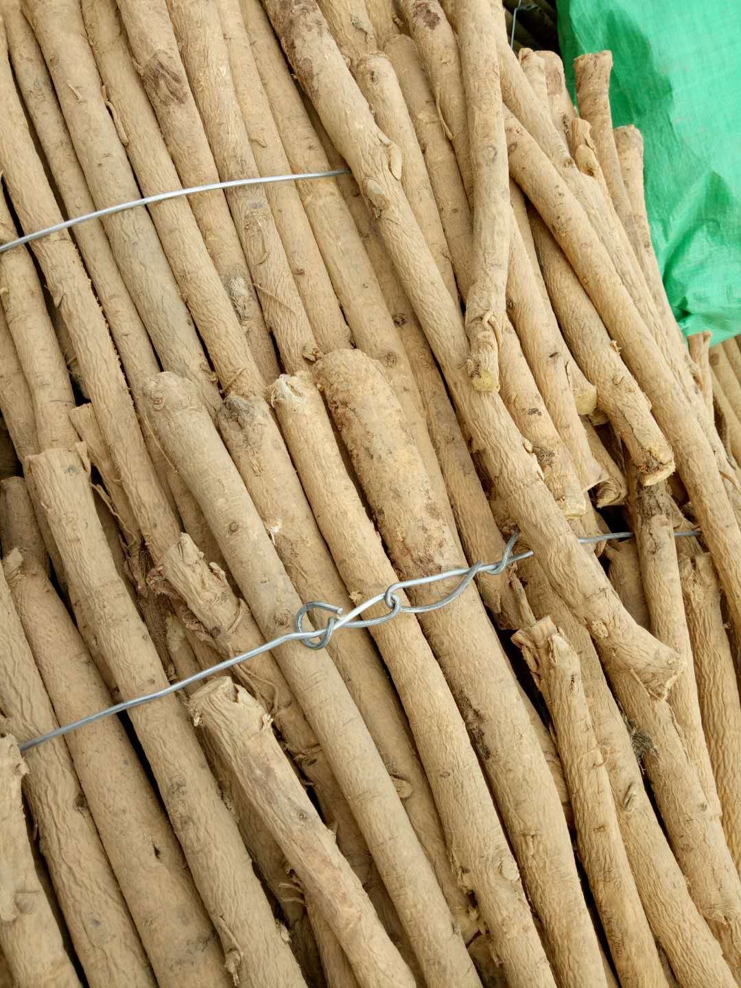 甘肃岷县黄芪1.2大节子