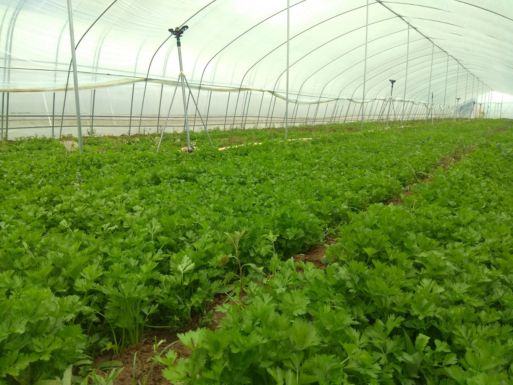 芹菜苗 大棚西芹苗(法国皇后)盆栽,田间种植,蒸菜,拌馅一绝.