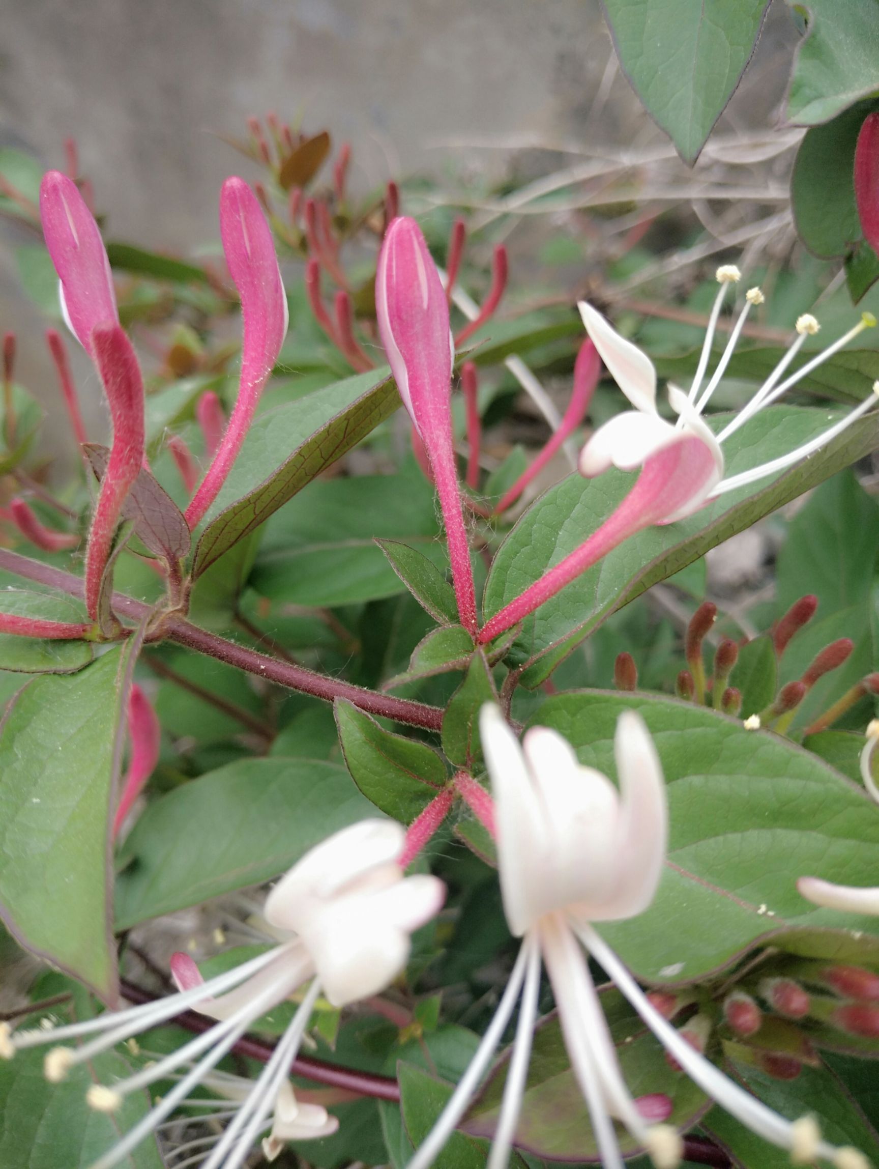 红色五彩金银花苗红色金银花苗彩色金银花苗盆栽地载庭院爬藤南北方