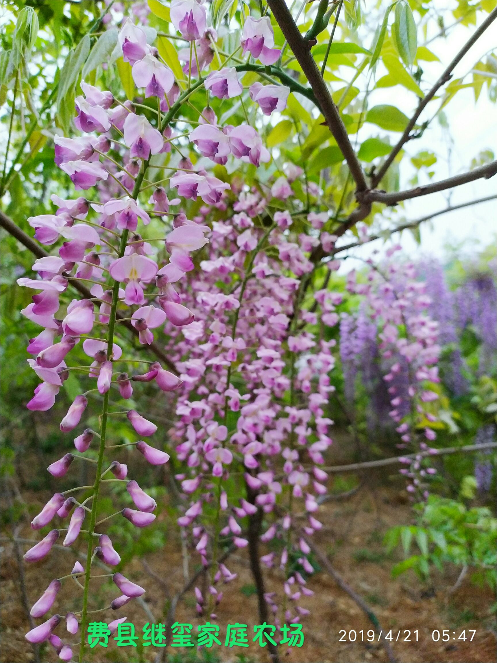 日本多花紫藤,长花穗紫藤