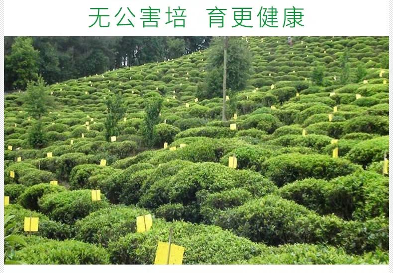 【一级】80元/斤 贵州红茶 一级红茶 遵义红 发酵红茶