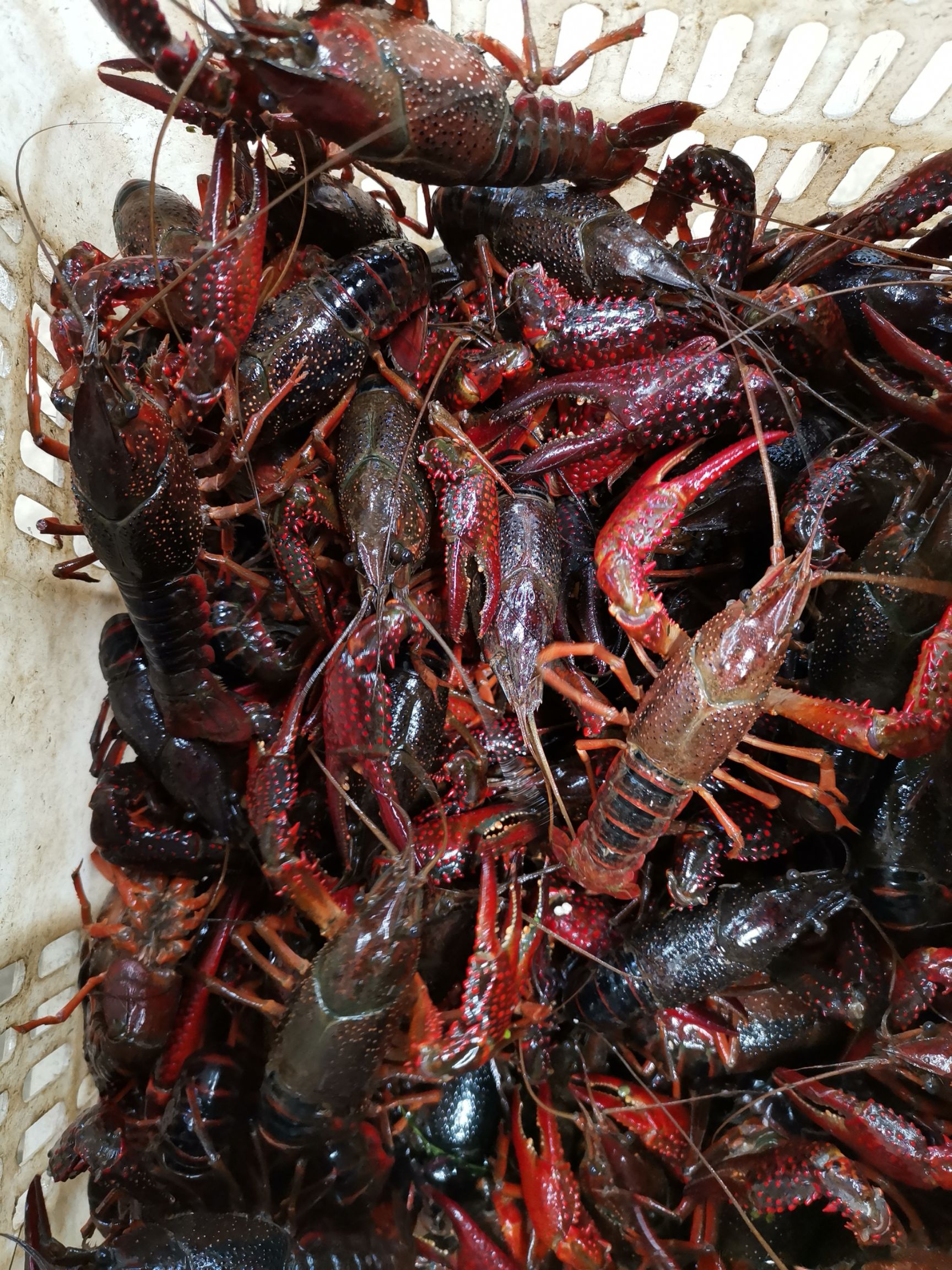 [清水小龙虾批发] 小龙虾原产地深水湖虾肉质饱