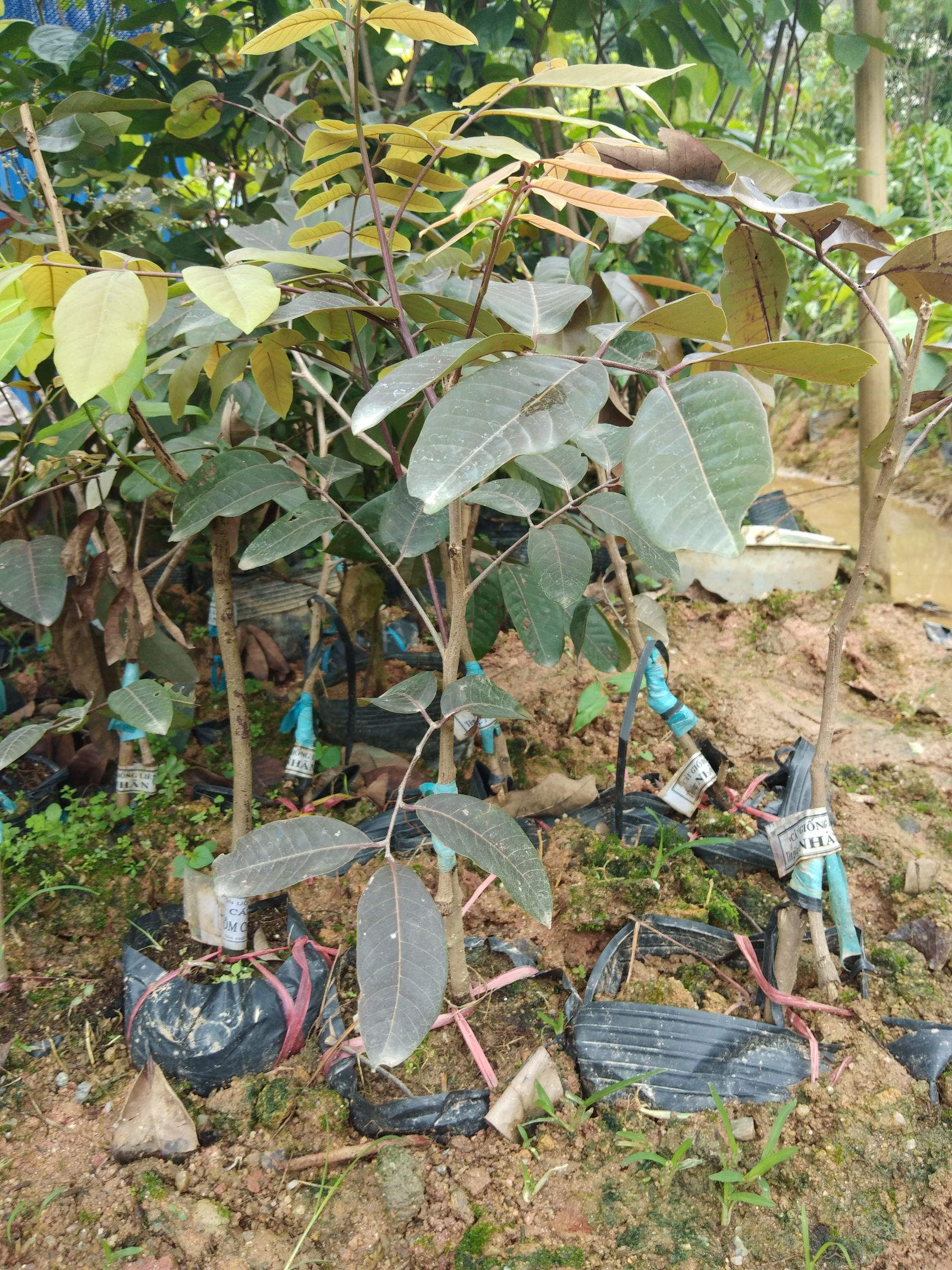 泰国新引进红皮龙眼树苗嫁接红皮龙眼苗四季结果南北方种植龙眼苗