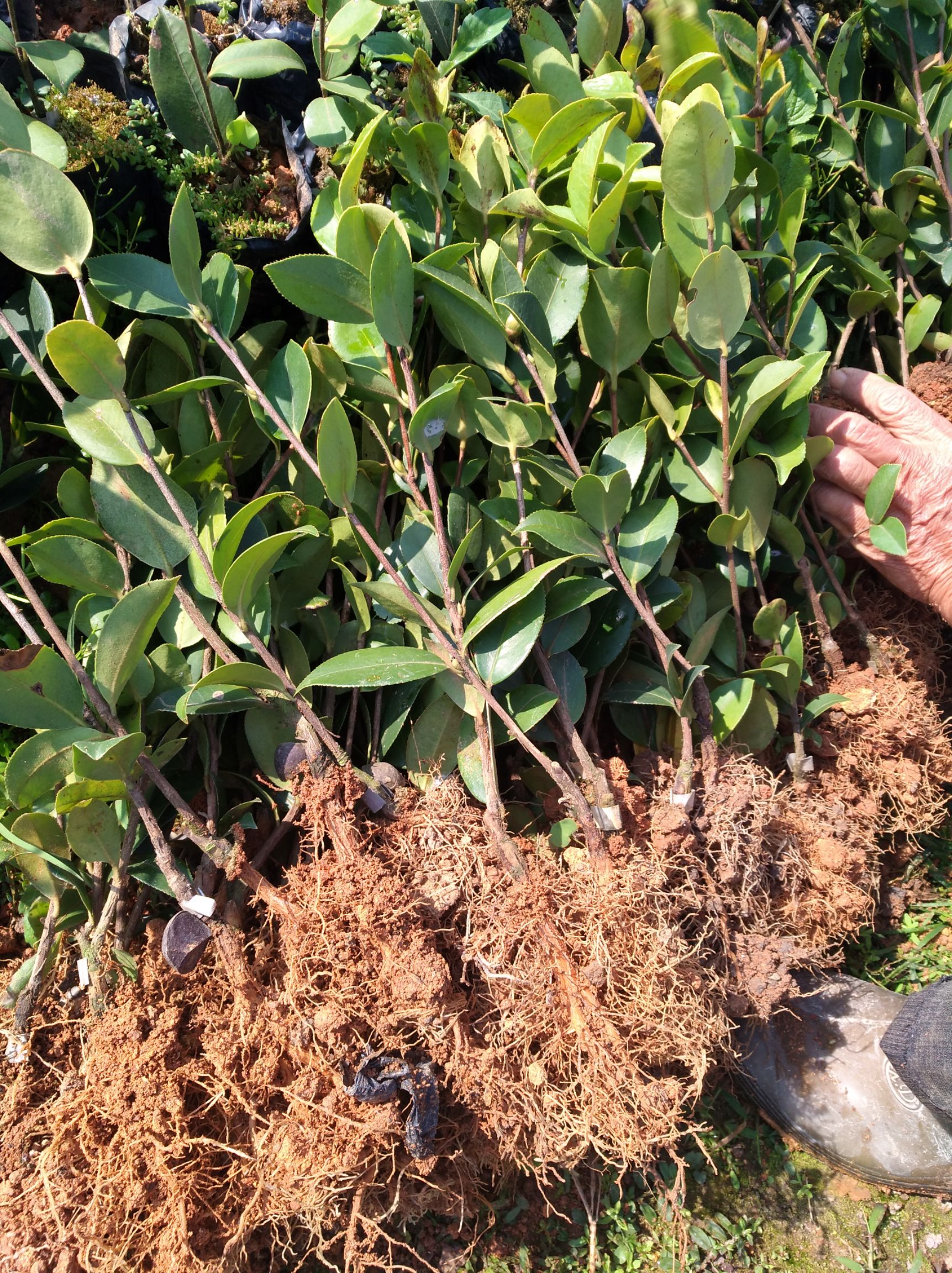 油茶树苗 软枝油茶三号嫁接苗 两年芽砧嫁接地苗快递包邮,广西基地