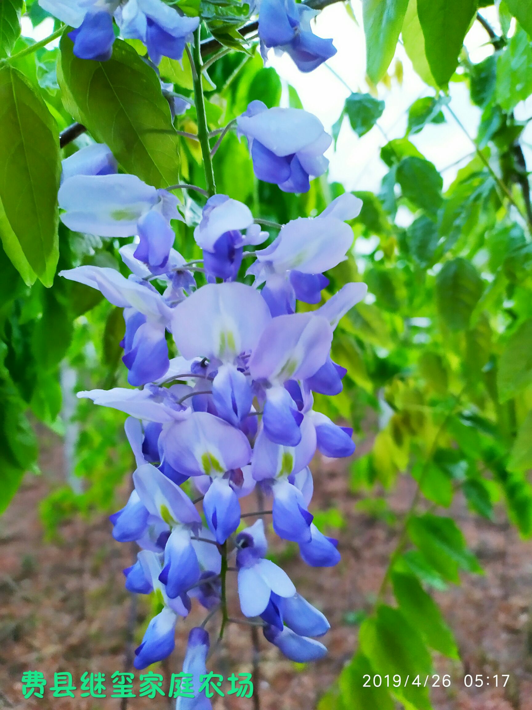 5~3米 商品详情 日系多花紫藤,花穗最长可达一米,有多种花色.