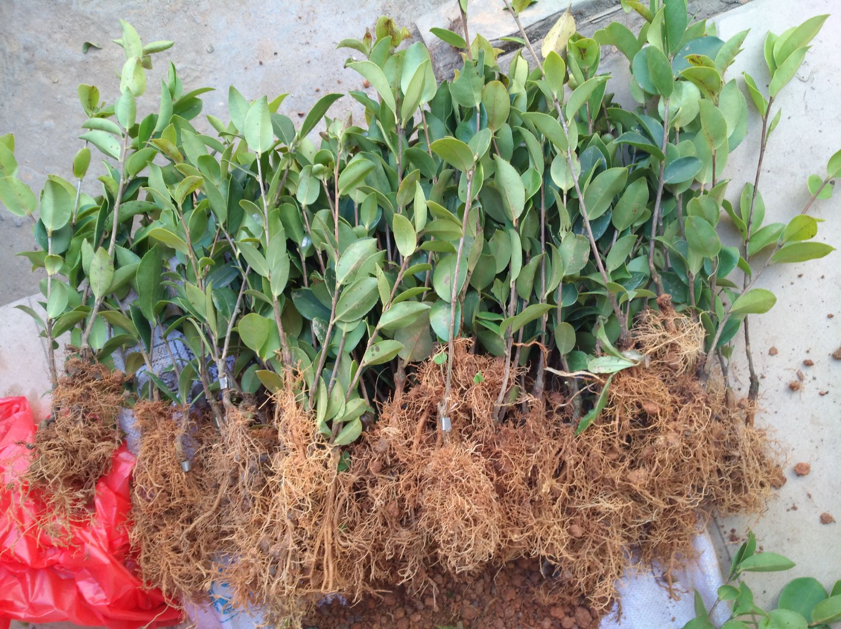 油茶树苗 软枝油茶三号嫁接苗 两年芽砧嫁接地苗快递包邮,广西基地