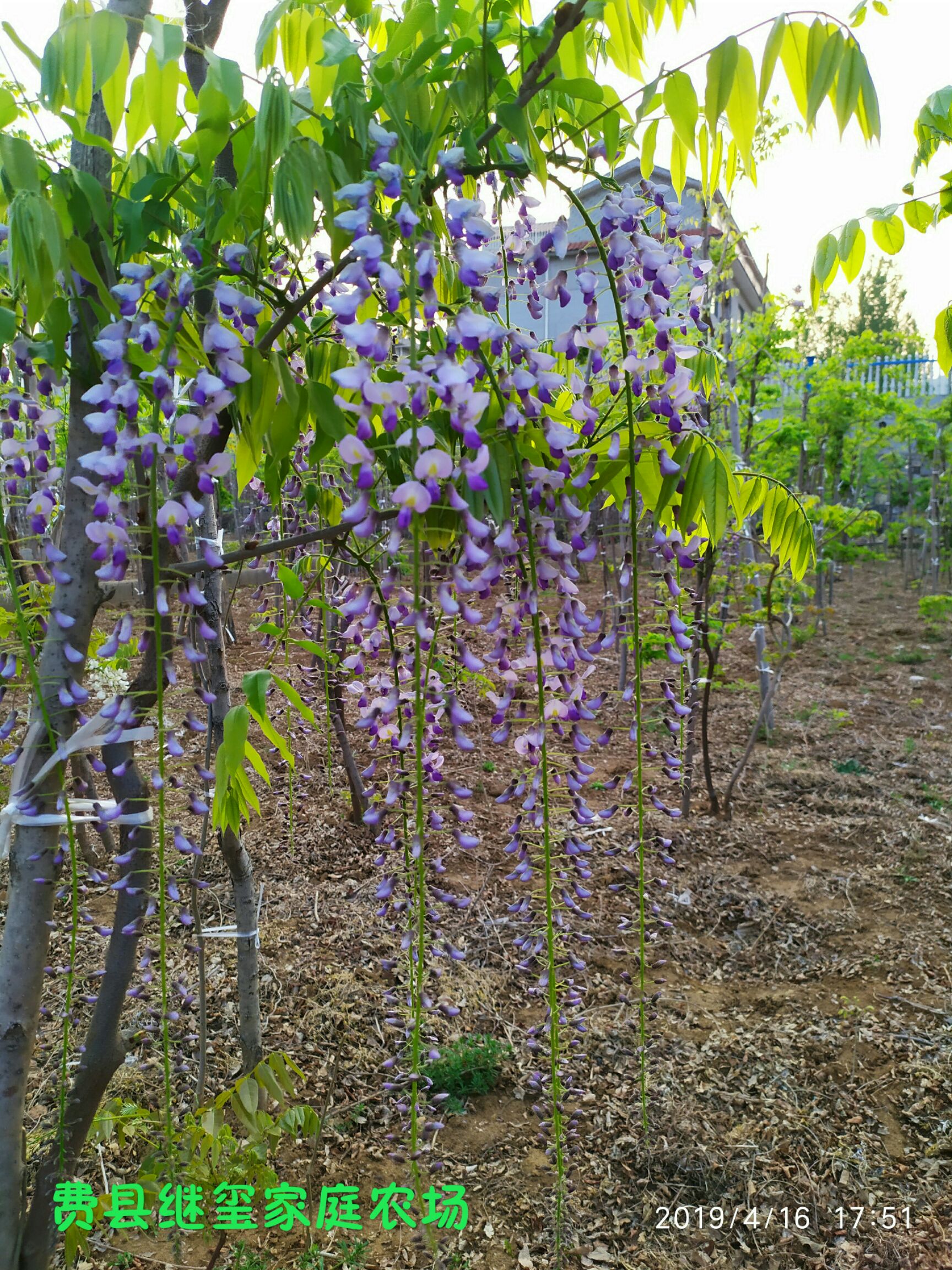 嫁接日系紫藤,长花穗紫藤,重瓣紫藤.花穗最长品种可达一米.