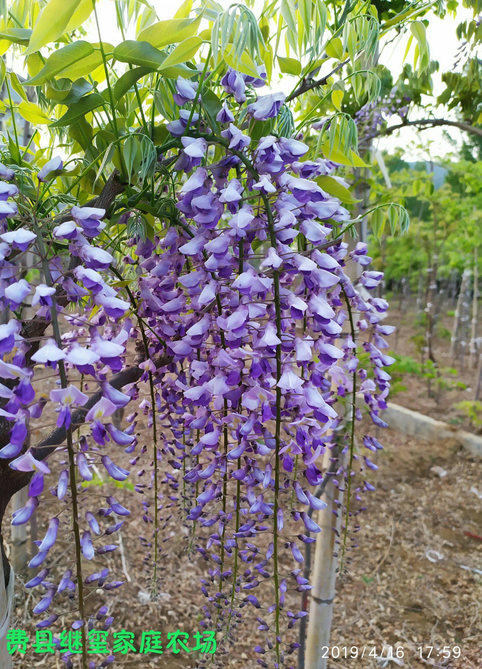 日本多花紫藤 长花穗紫藤