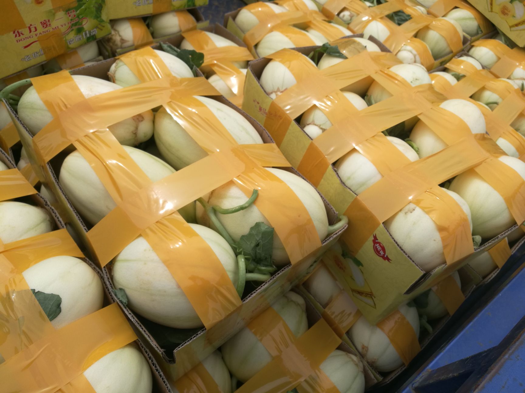 台州东方蜜甜瓜哈密瓜