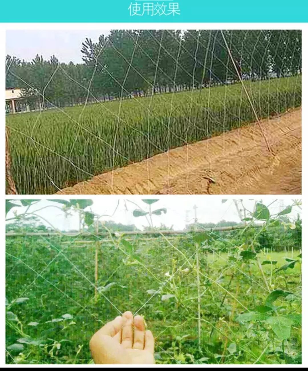 大棚吊秧绳蔬菜黄瓜吊蔓绳塑料绳子番茄西红柿吊蔓绳尼龙拉枝绳