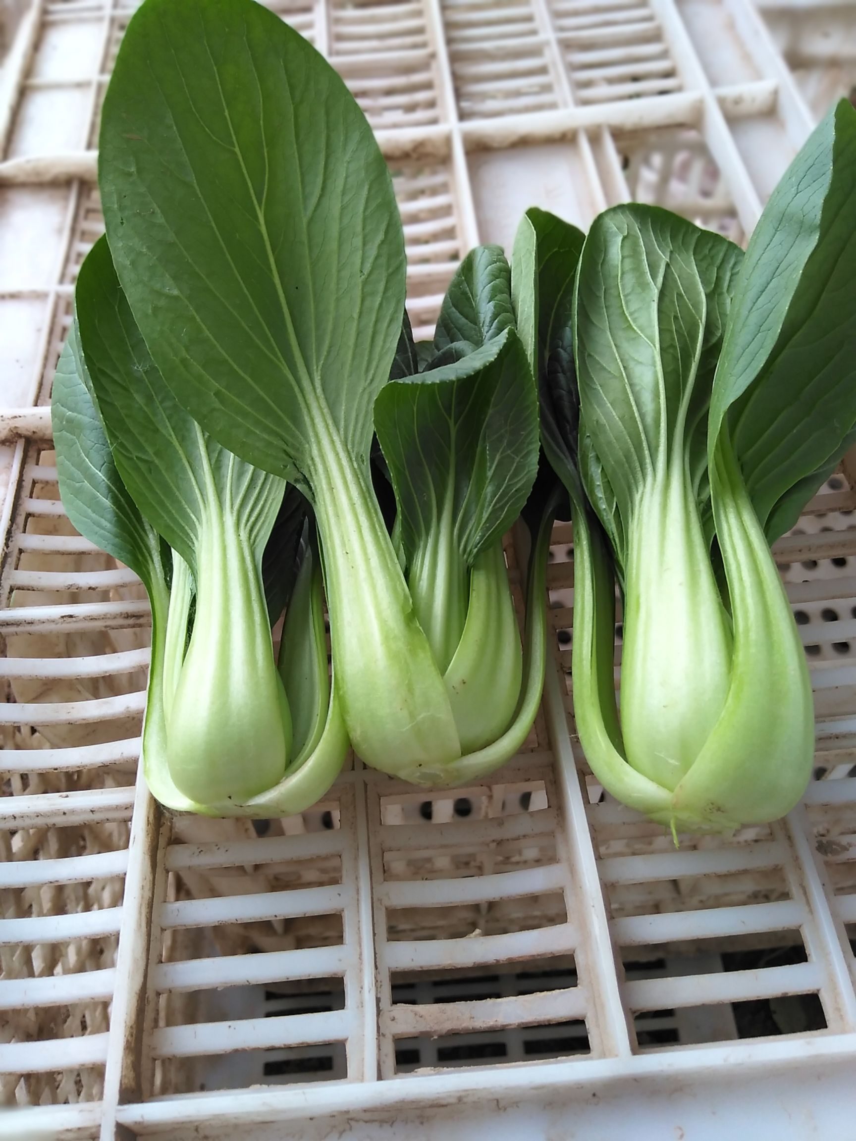 精品上海青油菜.