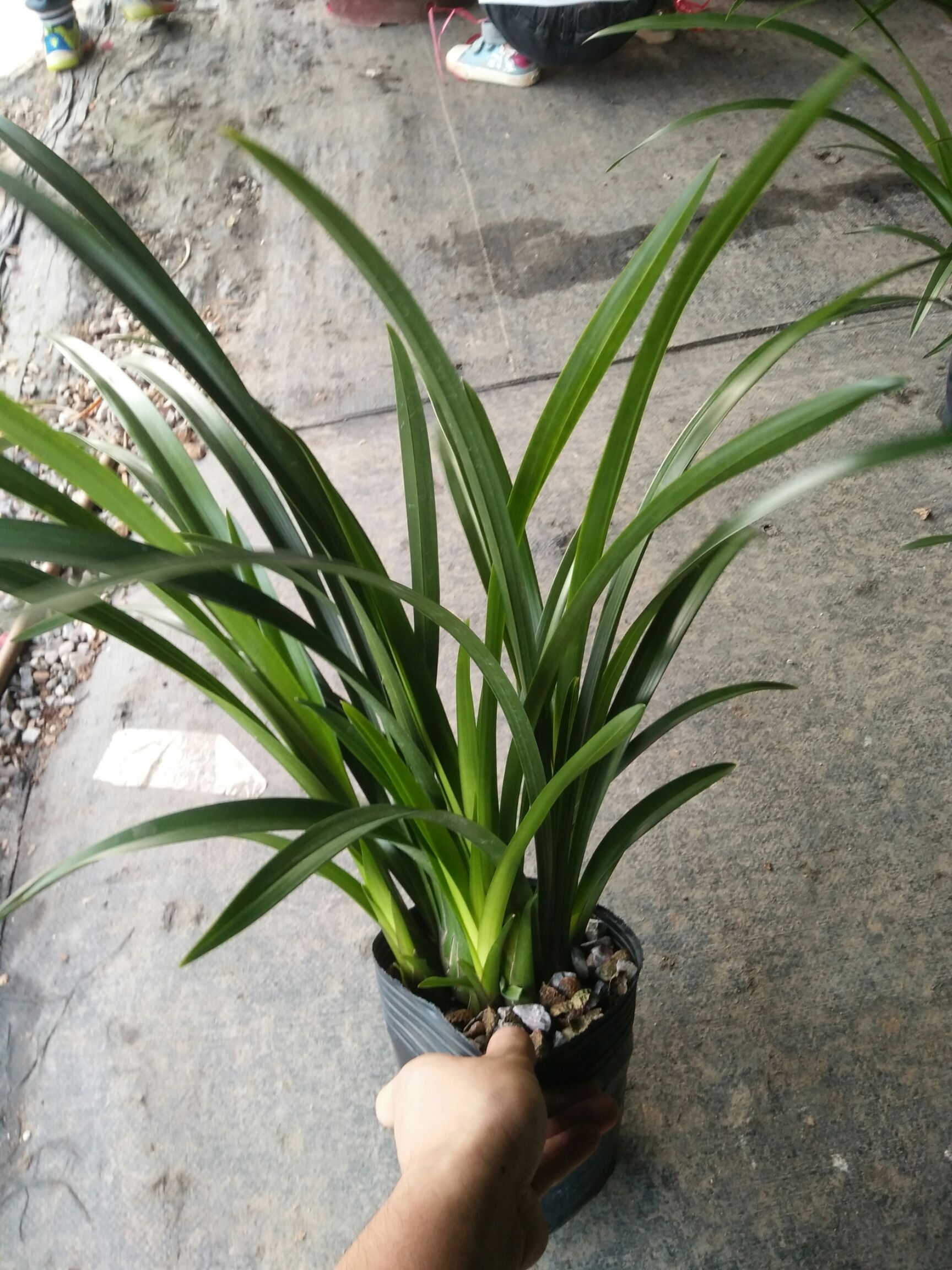 供应大厅  苗木花草  兰花  商品属性 品种名:绿翡翠兰 品种名:绿翡翠