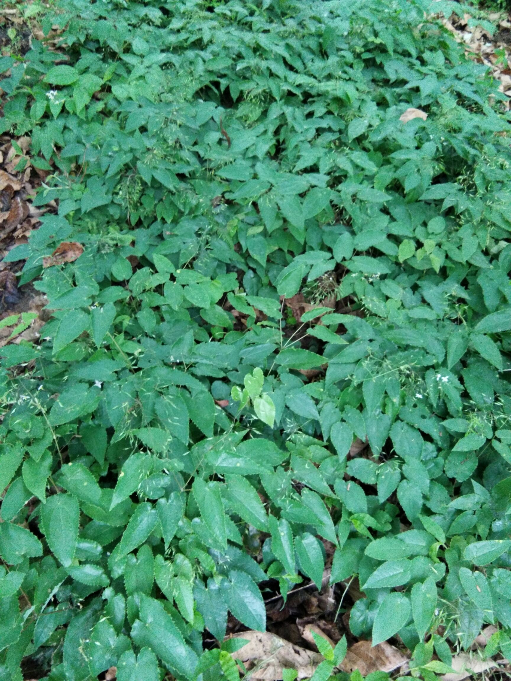 淫羊藿种苗,基地直供,免费提供栽培技术资料,全国保湿邮寄.